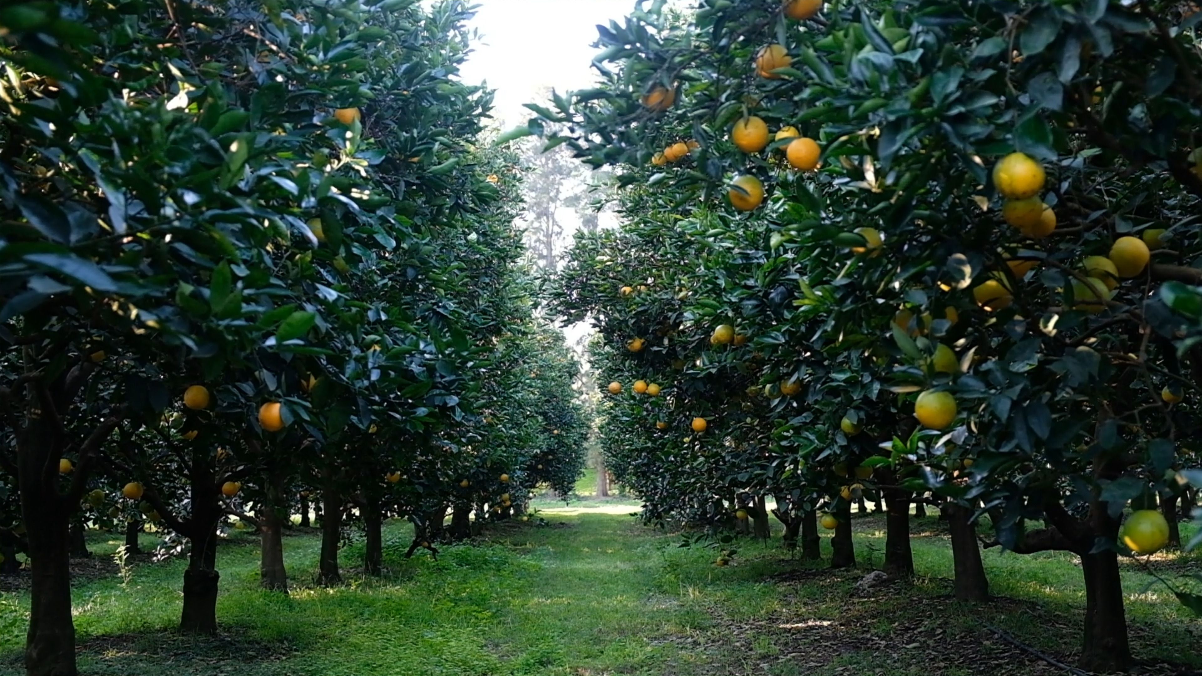 Grass-lined lane between rows of orange trees in an orchard