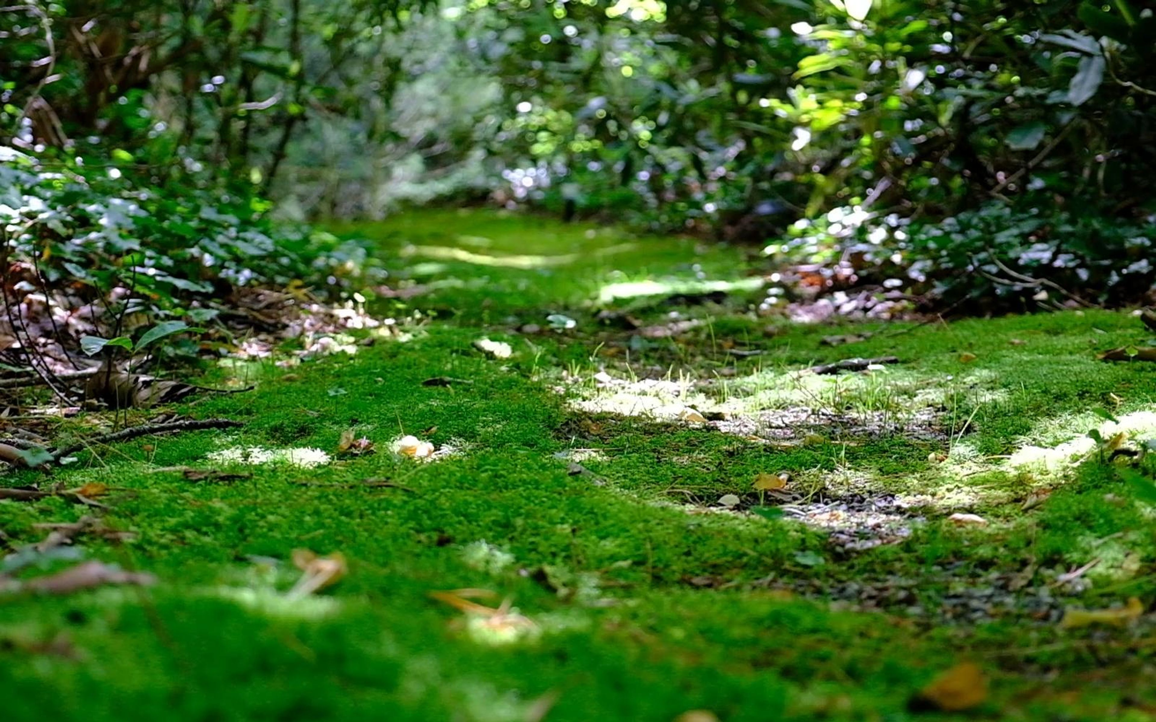 Mossy forest path with dappled sunlight and fallen leaves