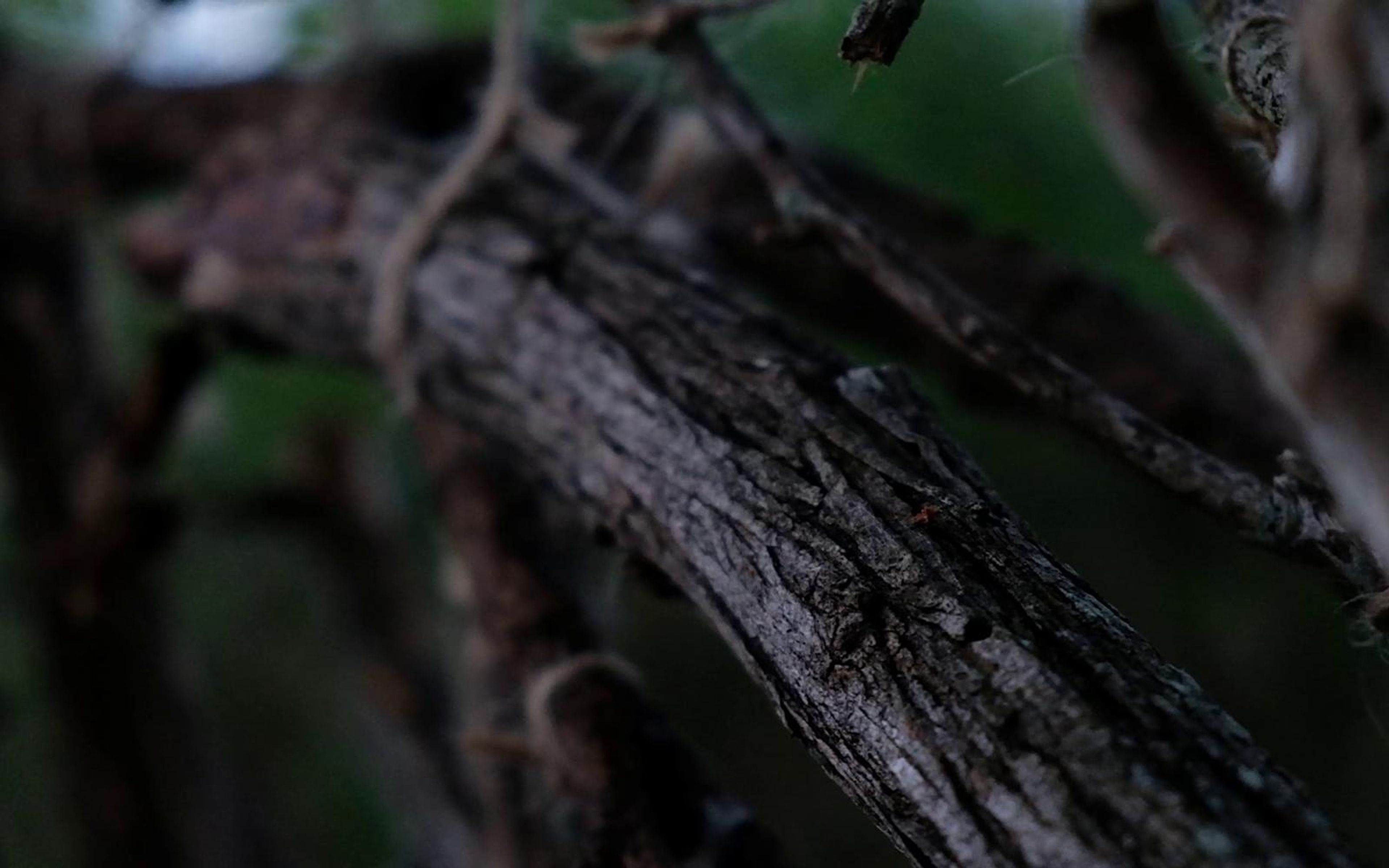 Close view of a gnarled branch lashed with twine, out of focus against green