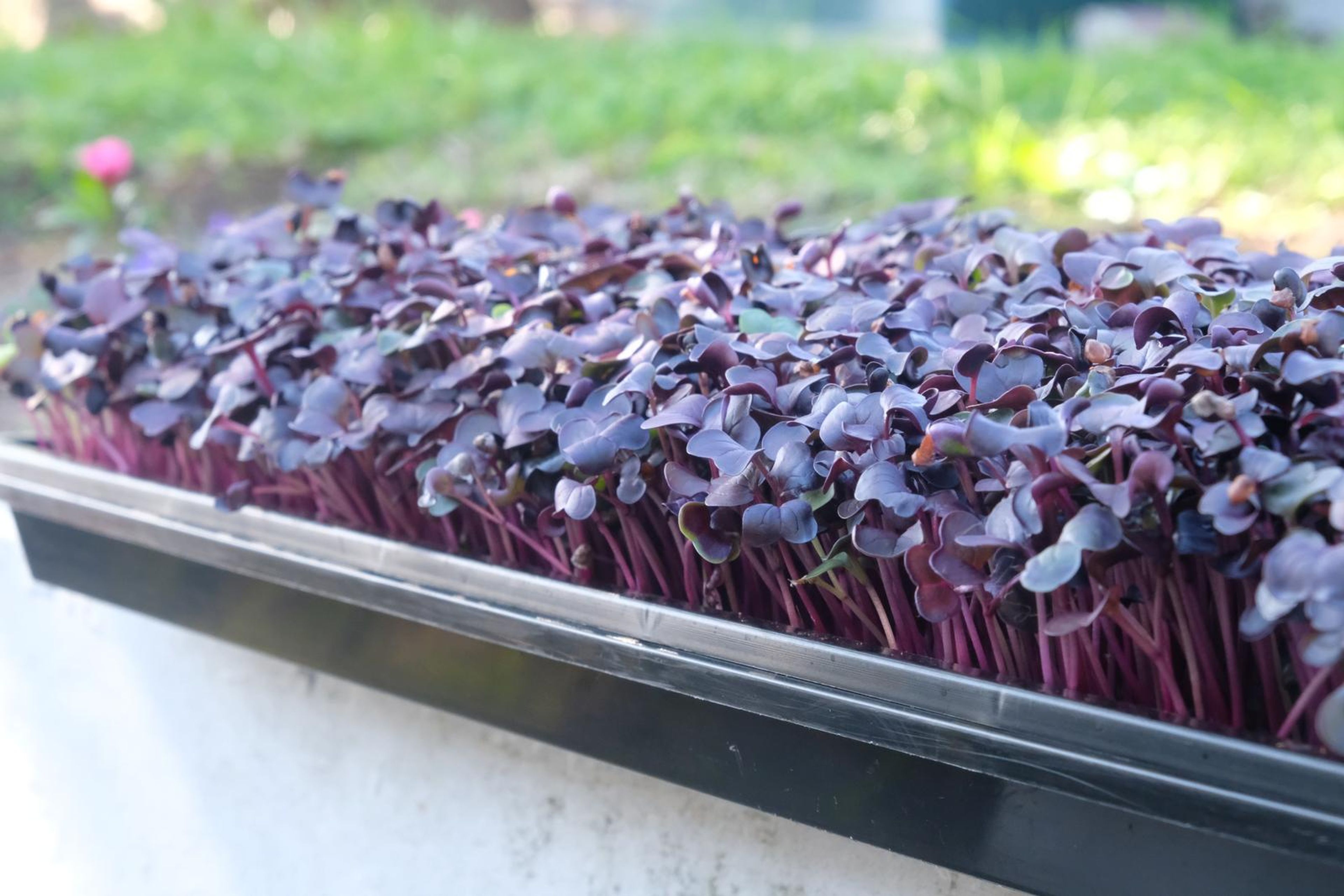Low-angle view of a tray of purple micro greens with magenta stems