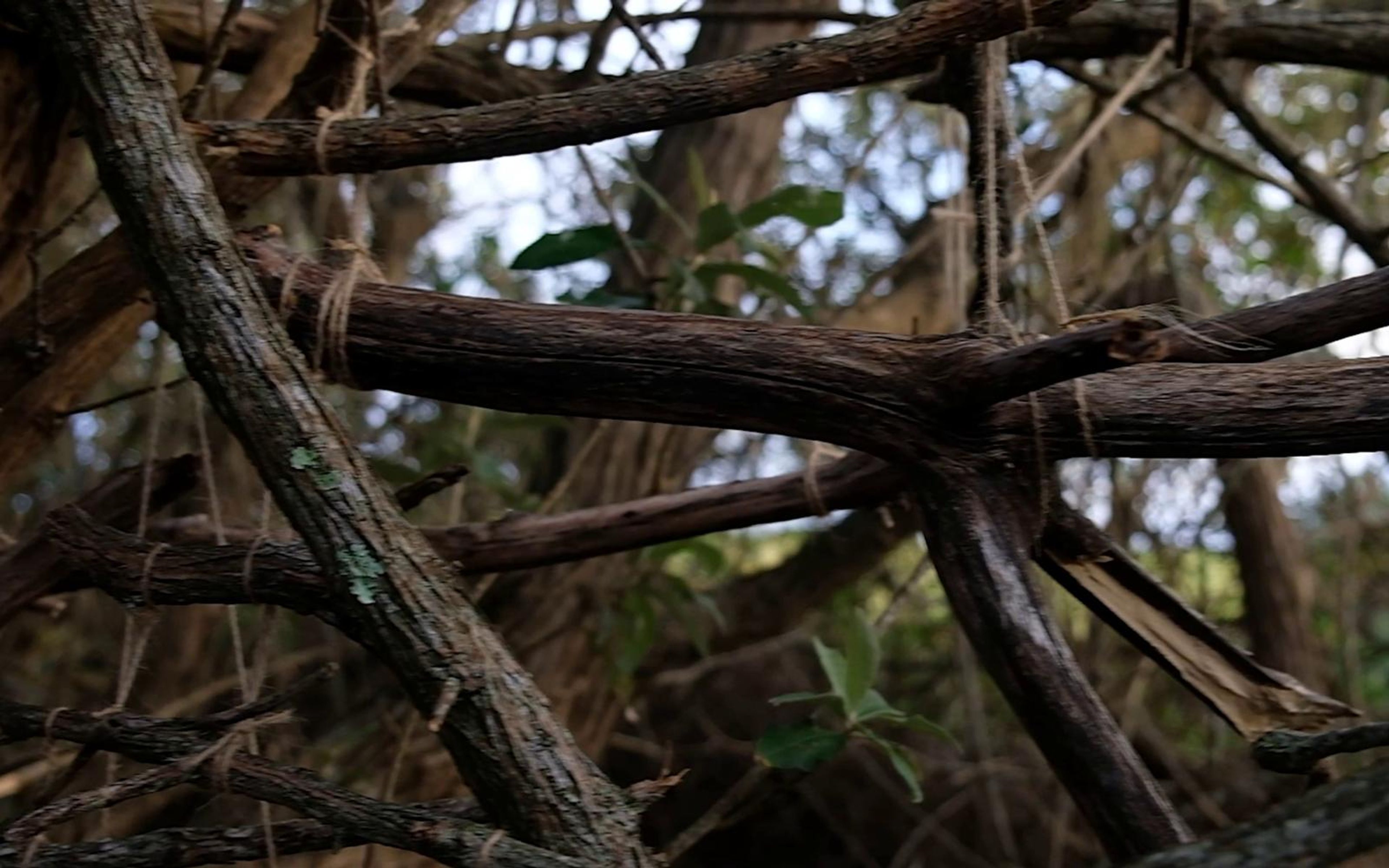 Thick branches meeting at a twine-bound joint in warm light