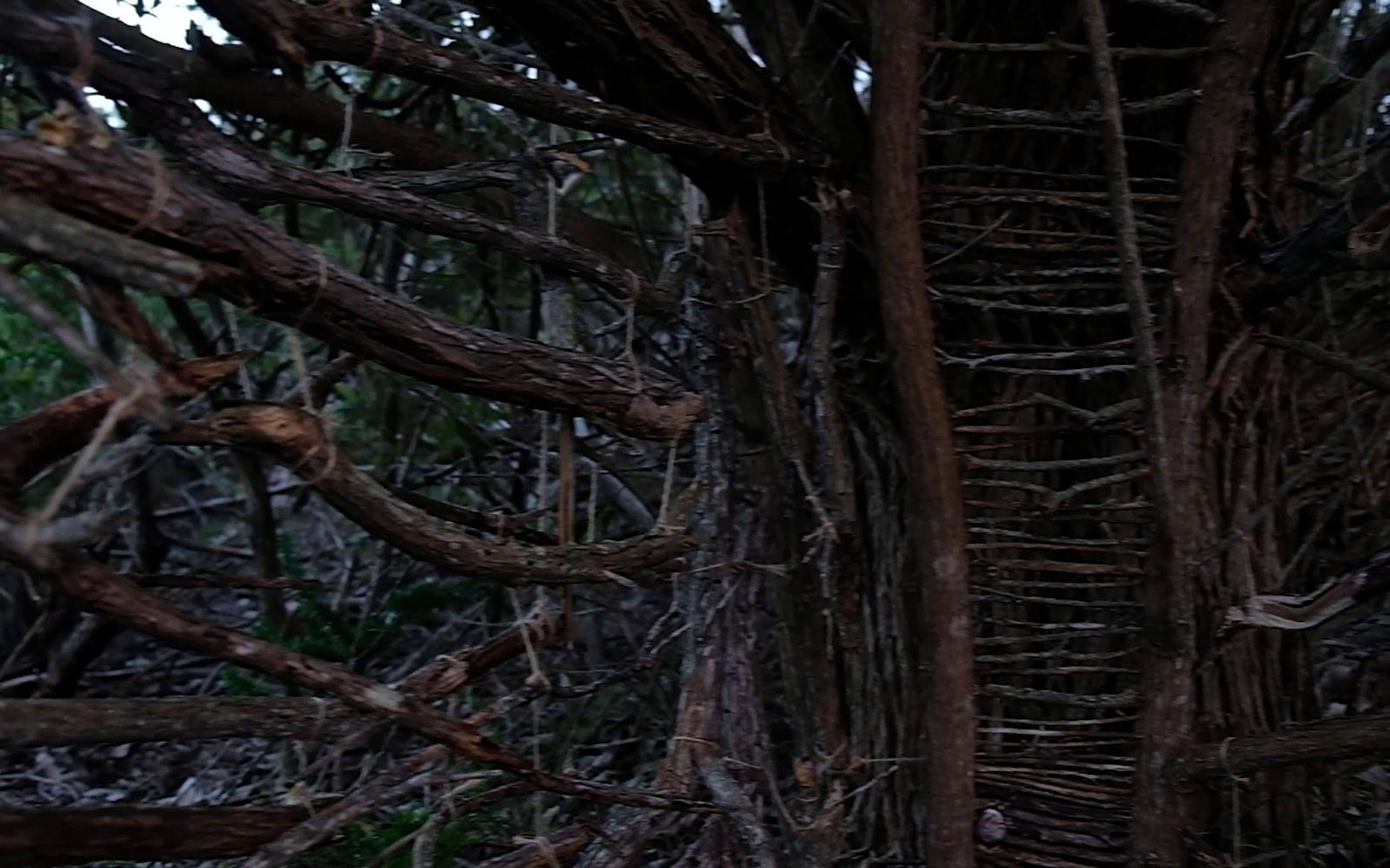 Tall woven ladder panel between thick trunks inside the stick shelter