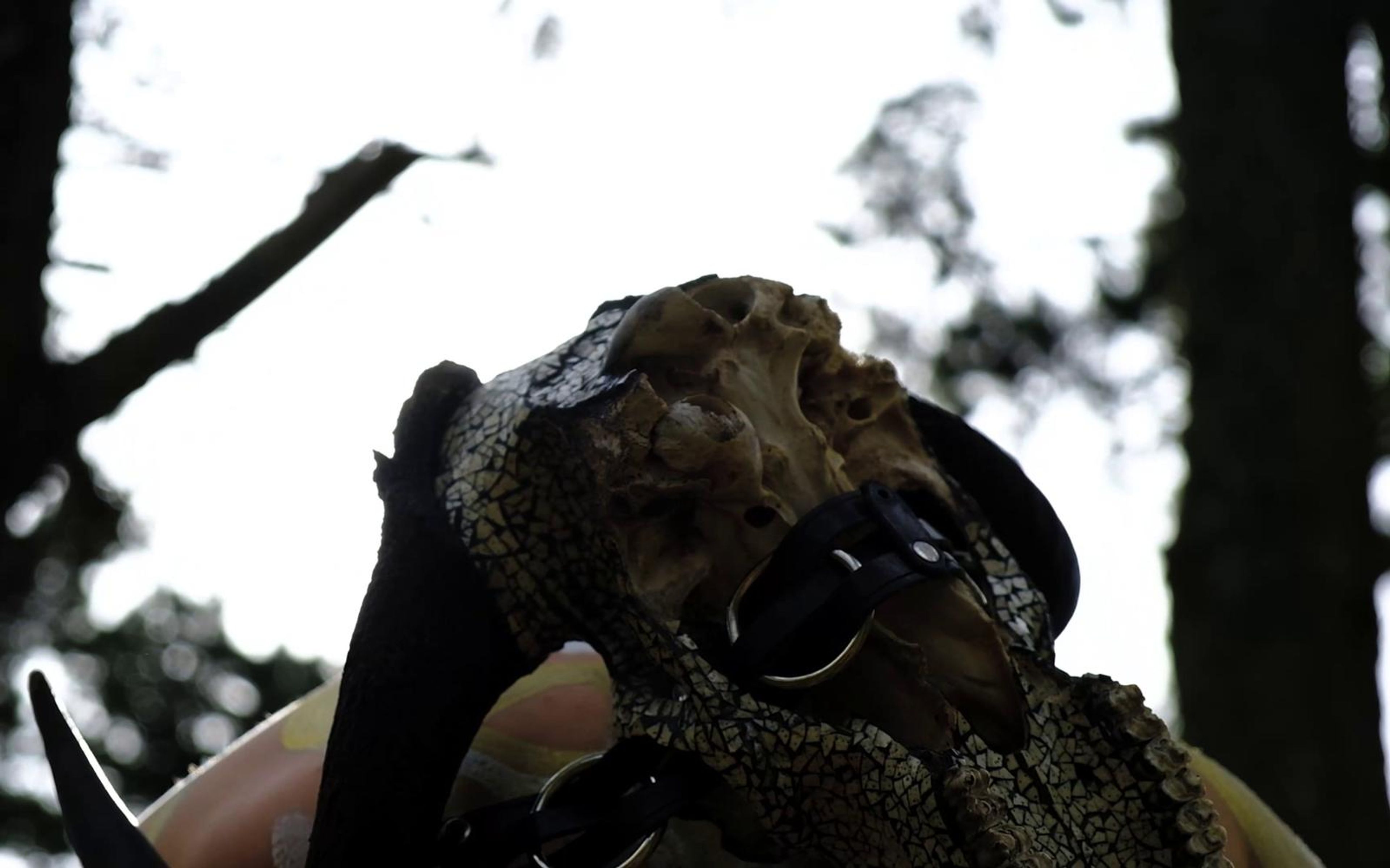 Horned skull lowered in dark silhouette against pale sky and tree trunks