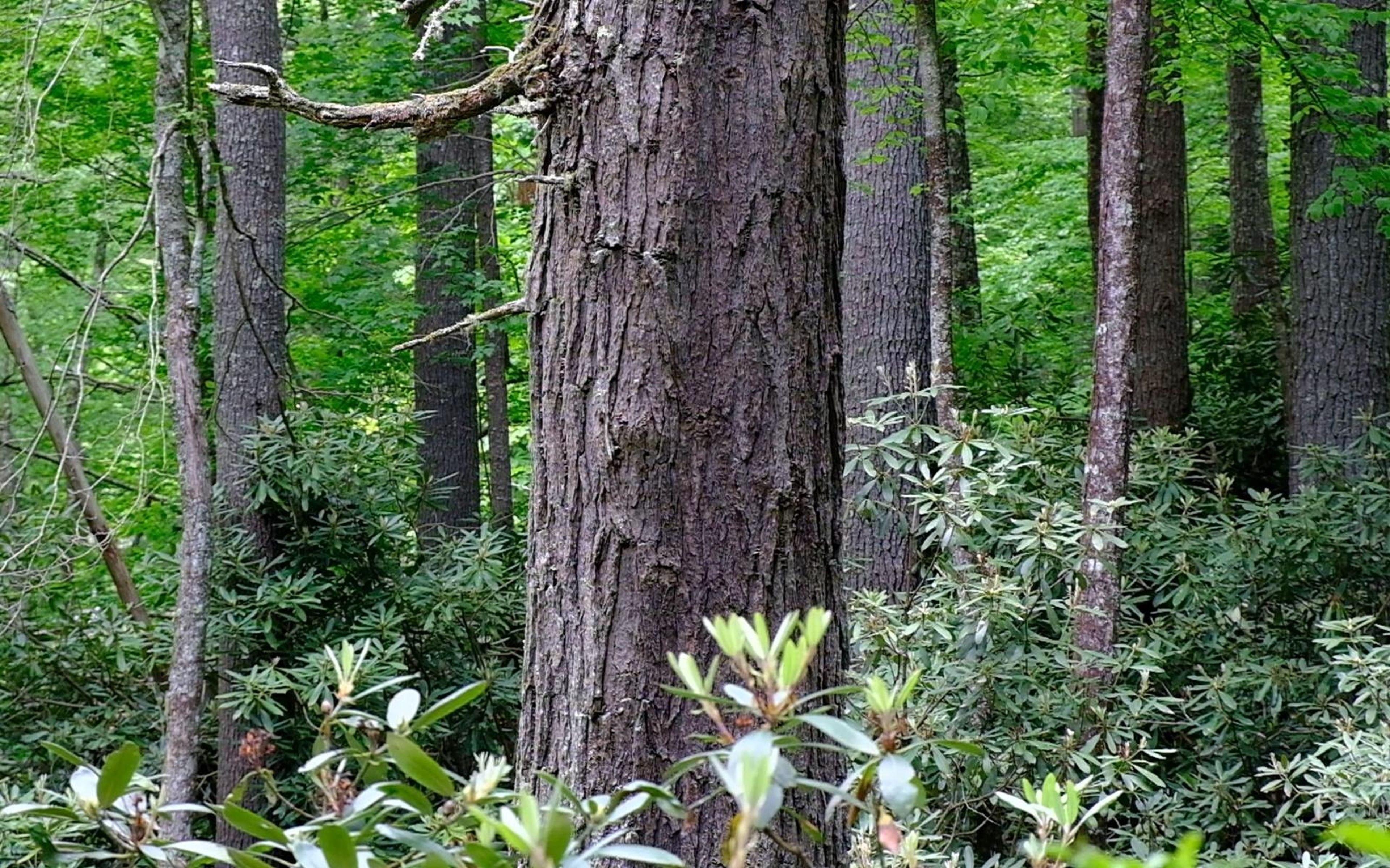 Tall straight tree trunks in a green forest with shrubs at the base