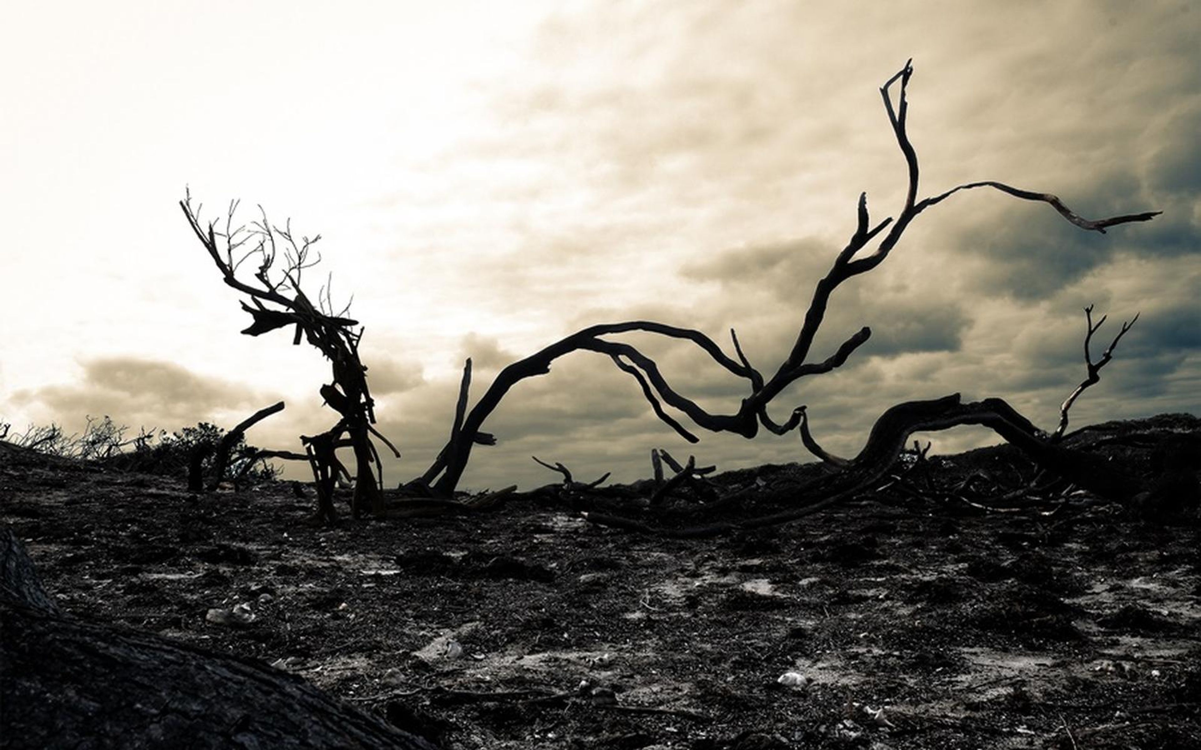 Dark curved burnt branches reaching across charred ground under a pale sepia sky