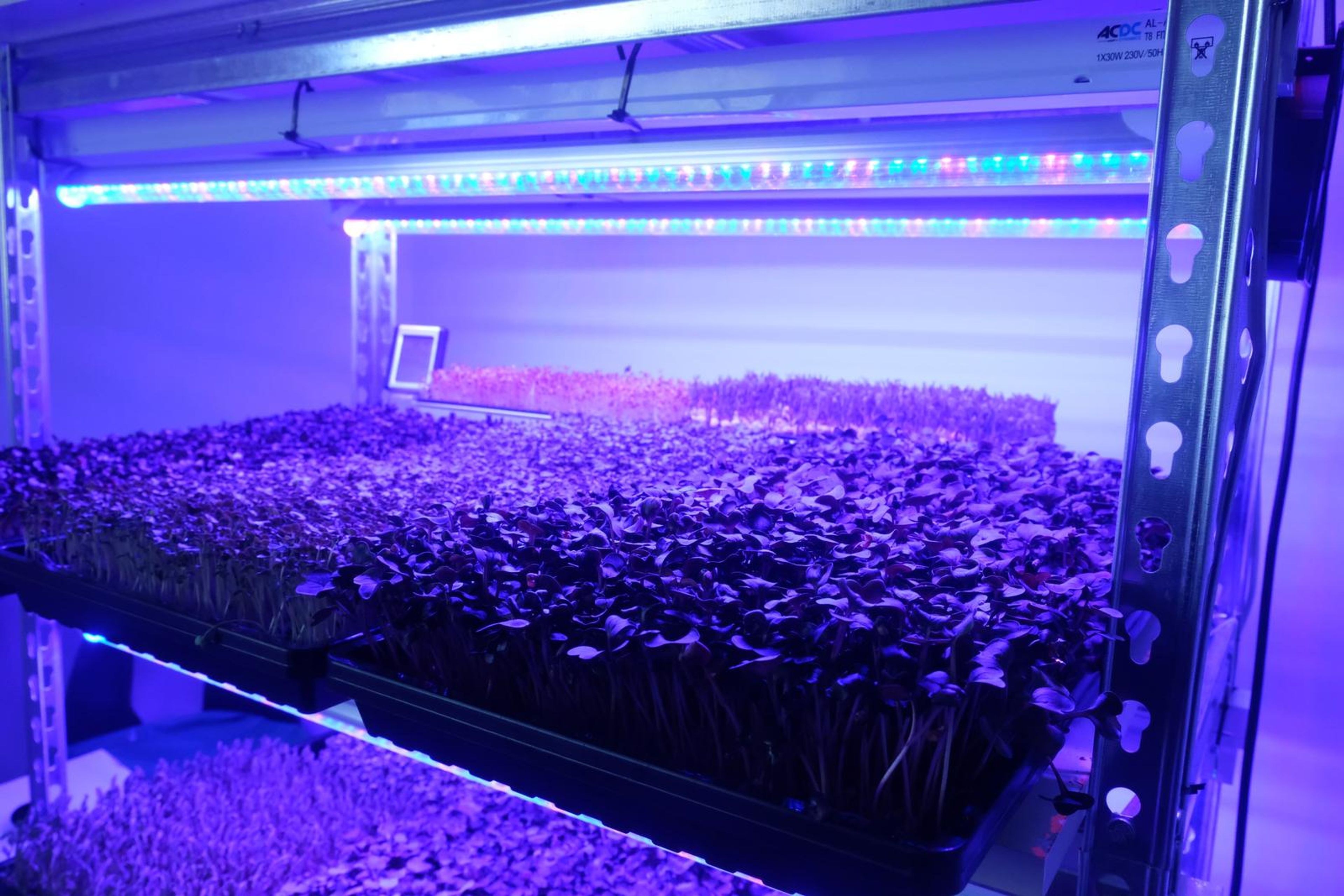 Angled view of micro greens growing on stacked shelves under purple grow lights