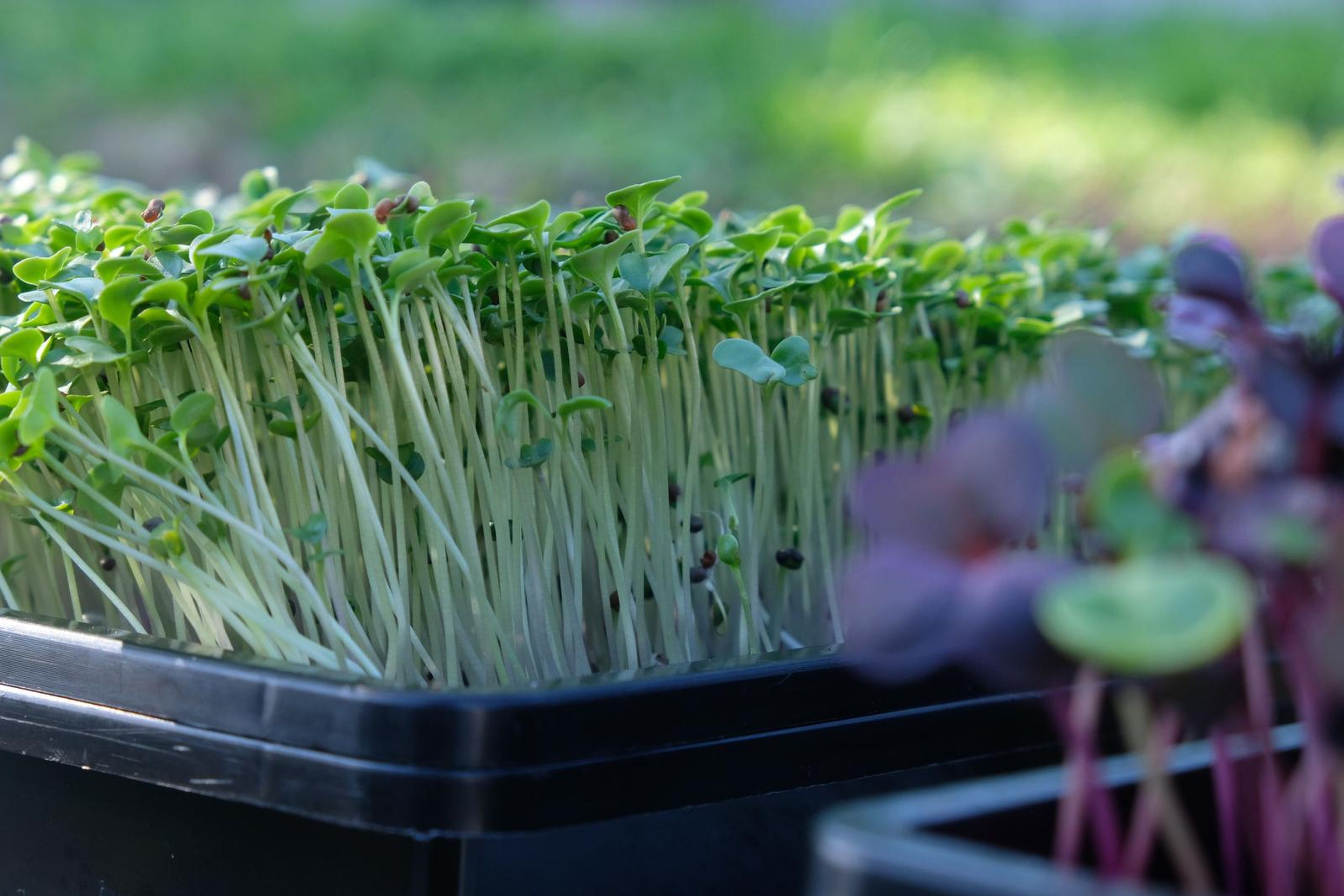 Green micro greens with long pale stems beside a tray of purple micro greens