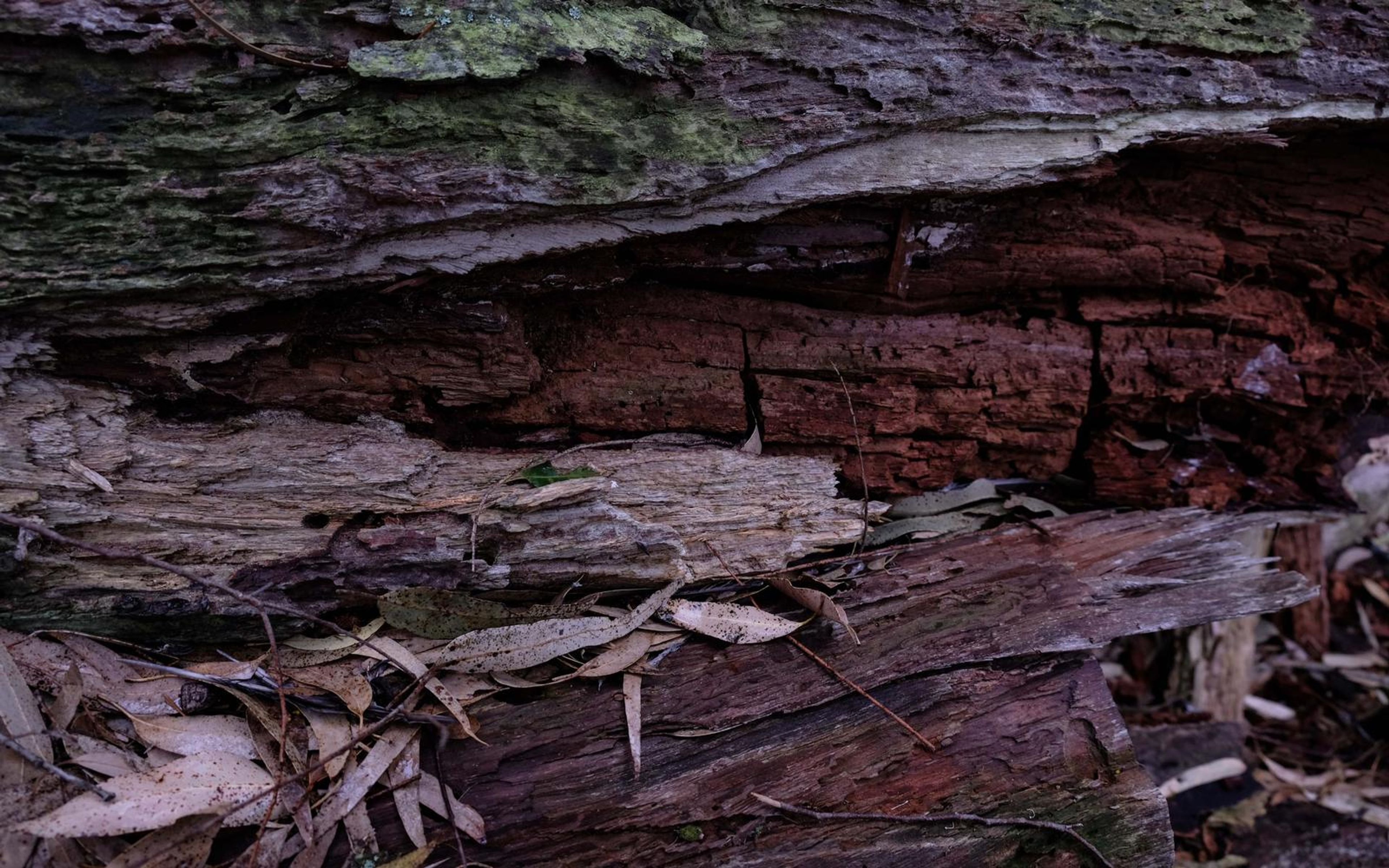 Cross-section of rotting log with moss, red layered wood and dry eucalyptus-style leaves below
