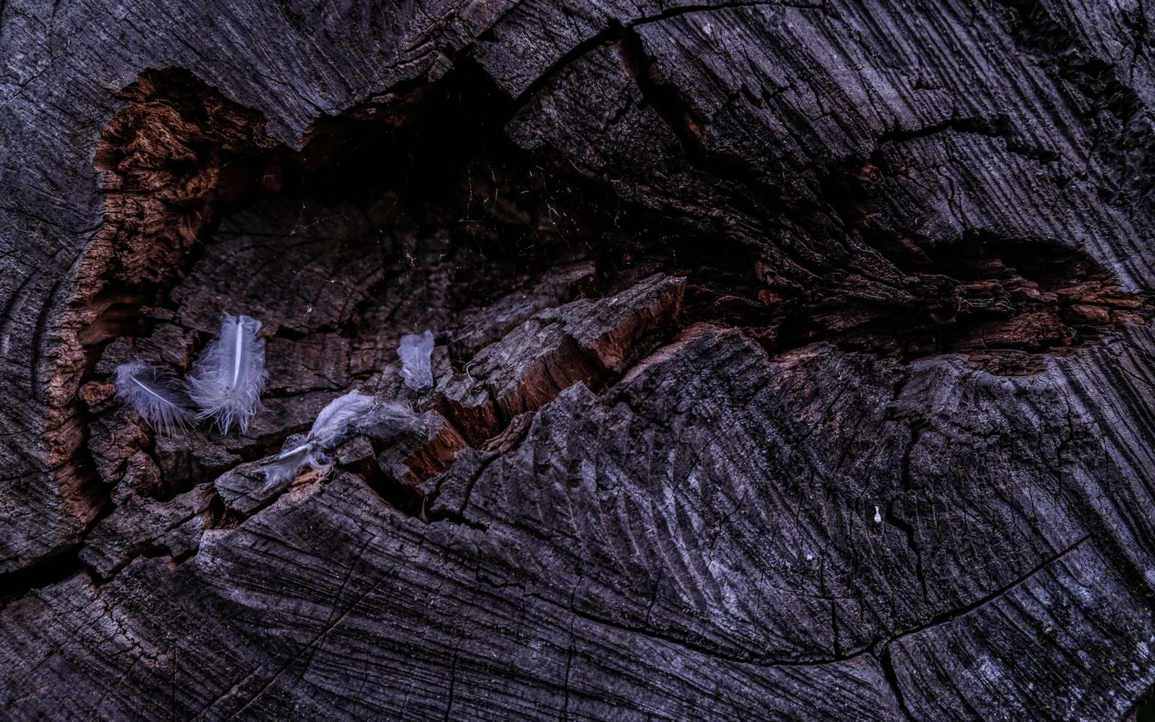 Weathered grey log end with grain rings, a split and small white feathers in the crack