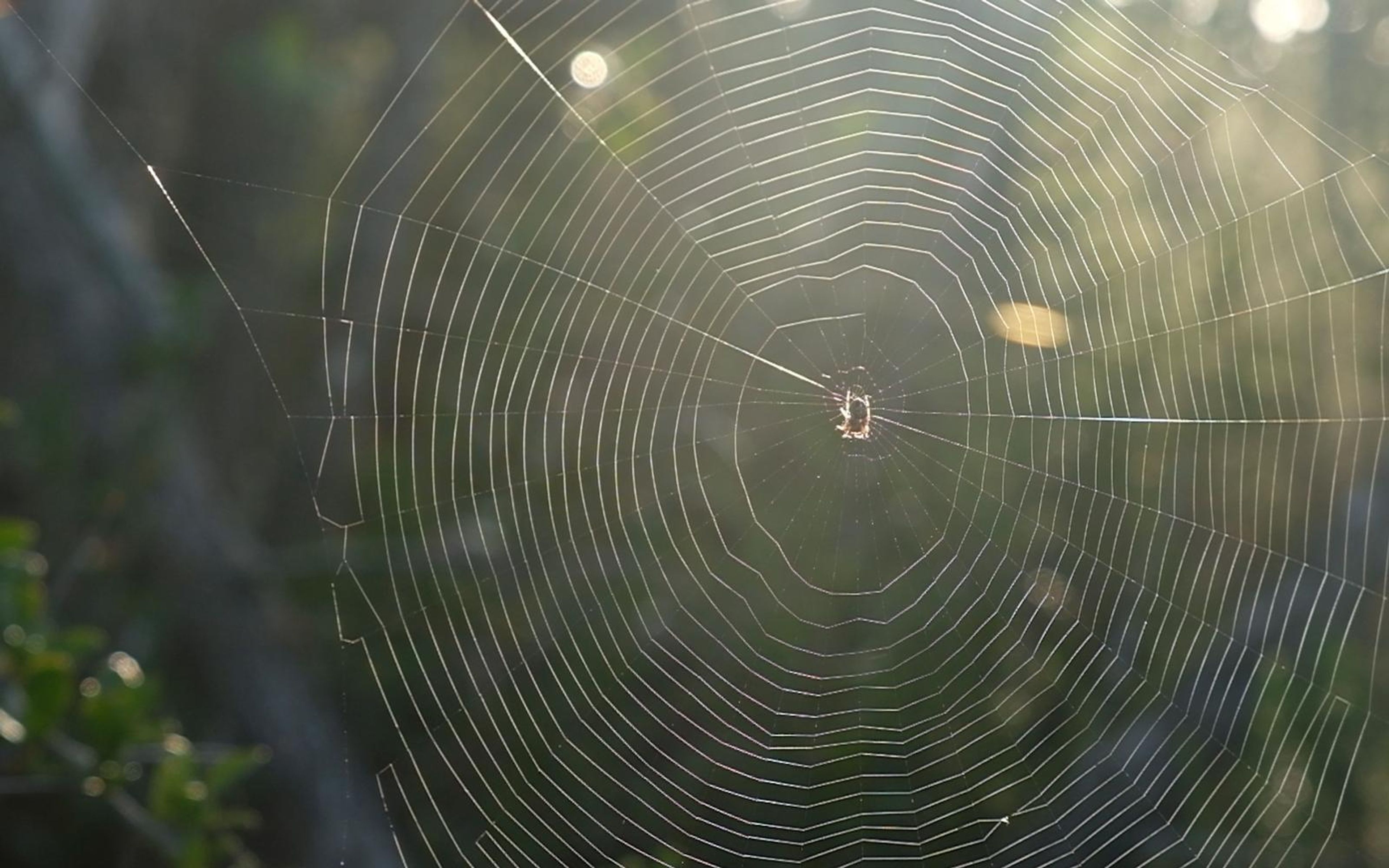 Dew-lit spider web with a small spider at its centre against soft backlight
