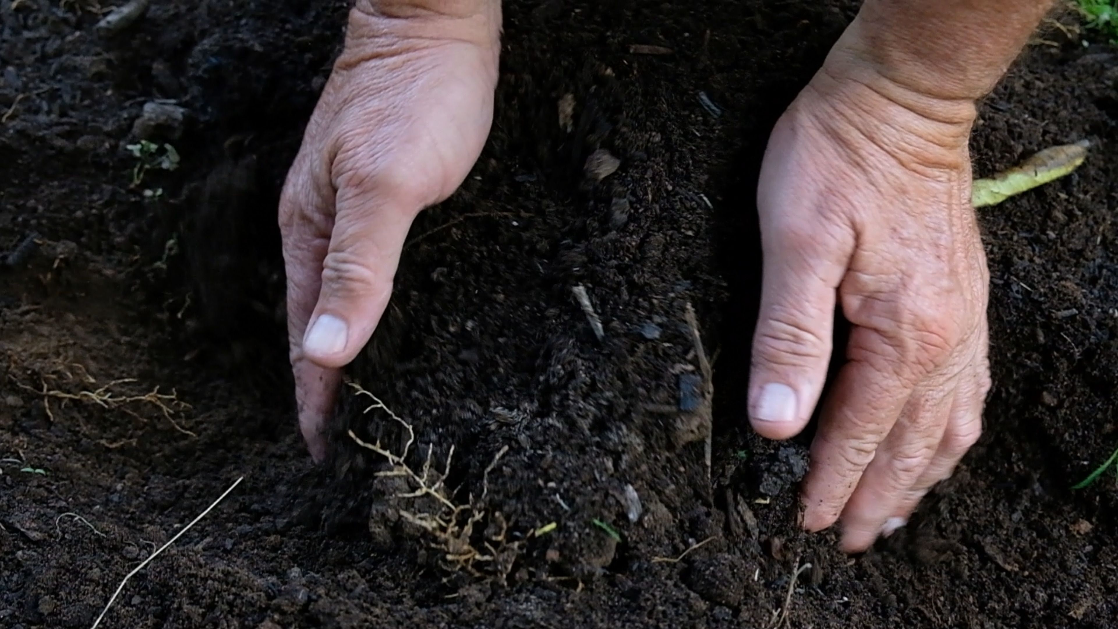 Hands pressing into dark, rich organic soil