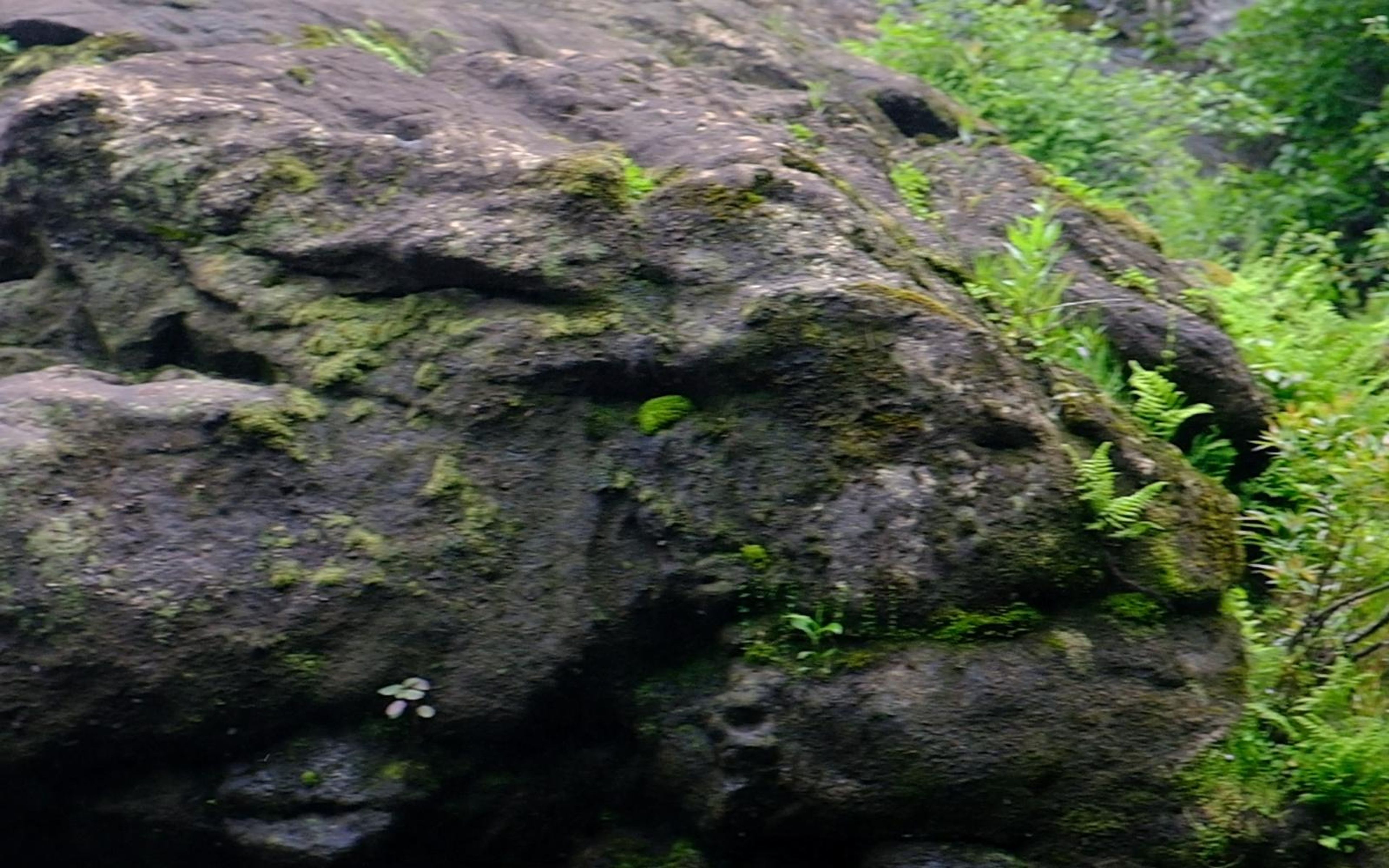Large mossy boulder with ferns growing along its right edge