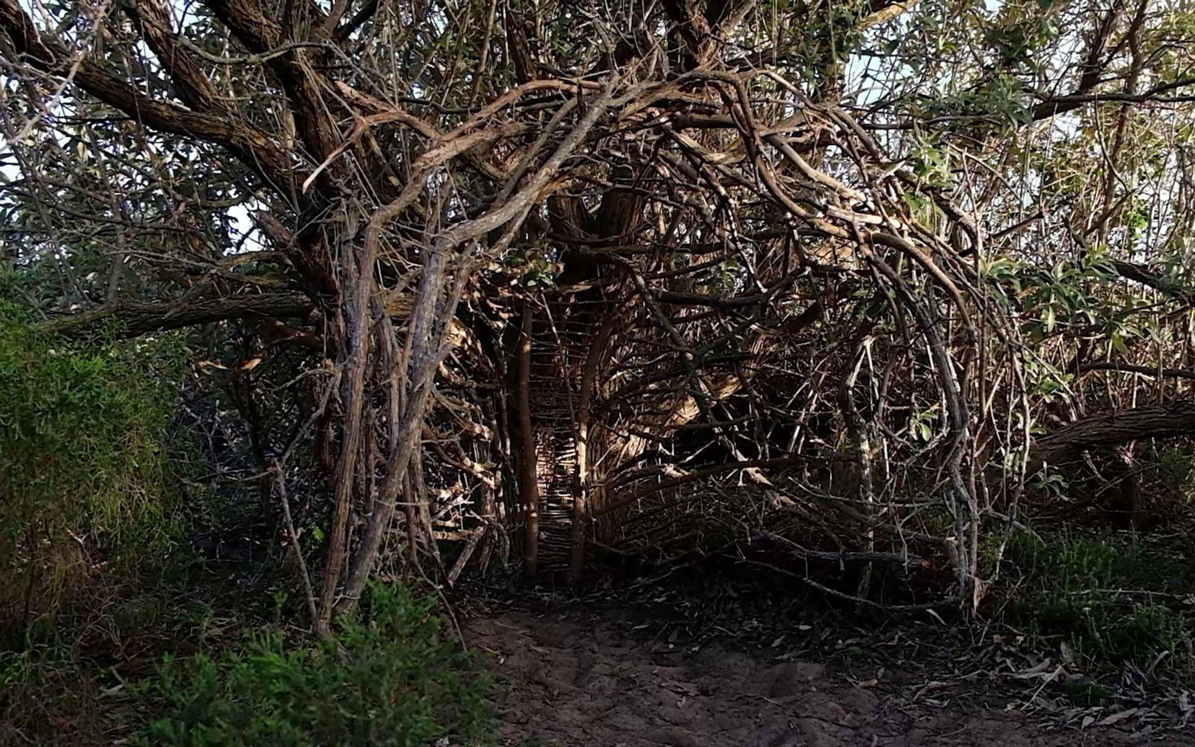 Wide view of the arched stick shelter with a dirt path leading in