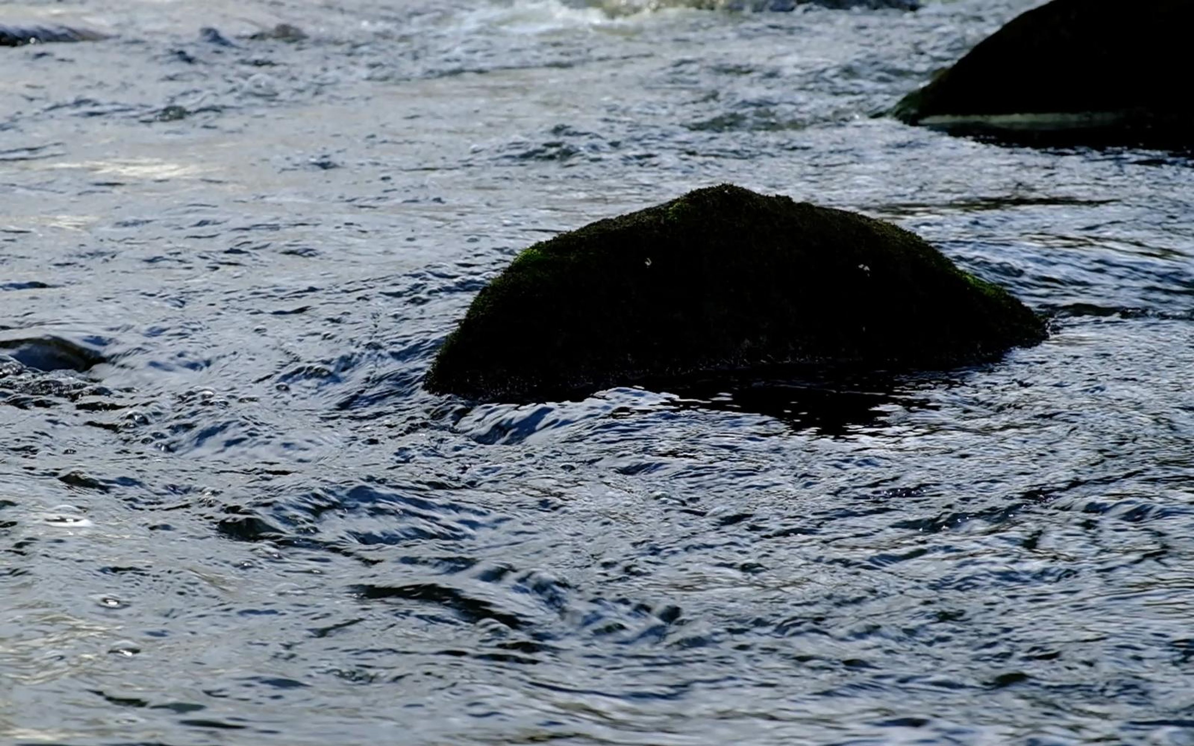 Dark rounded boulder sitting in rippling blue-grey river water