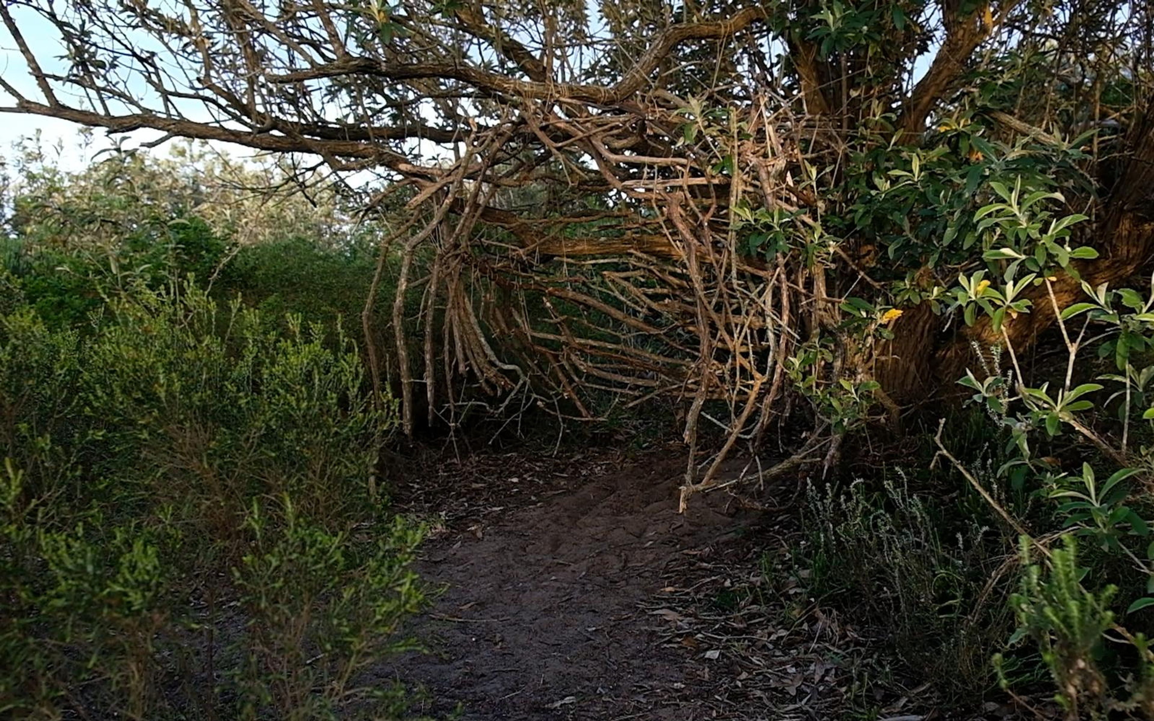 Dirt path leading to an arch of bent branches among green shrubs