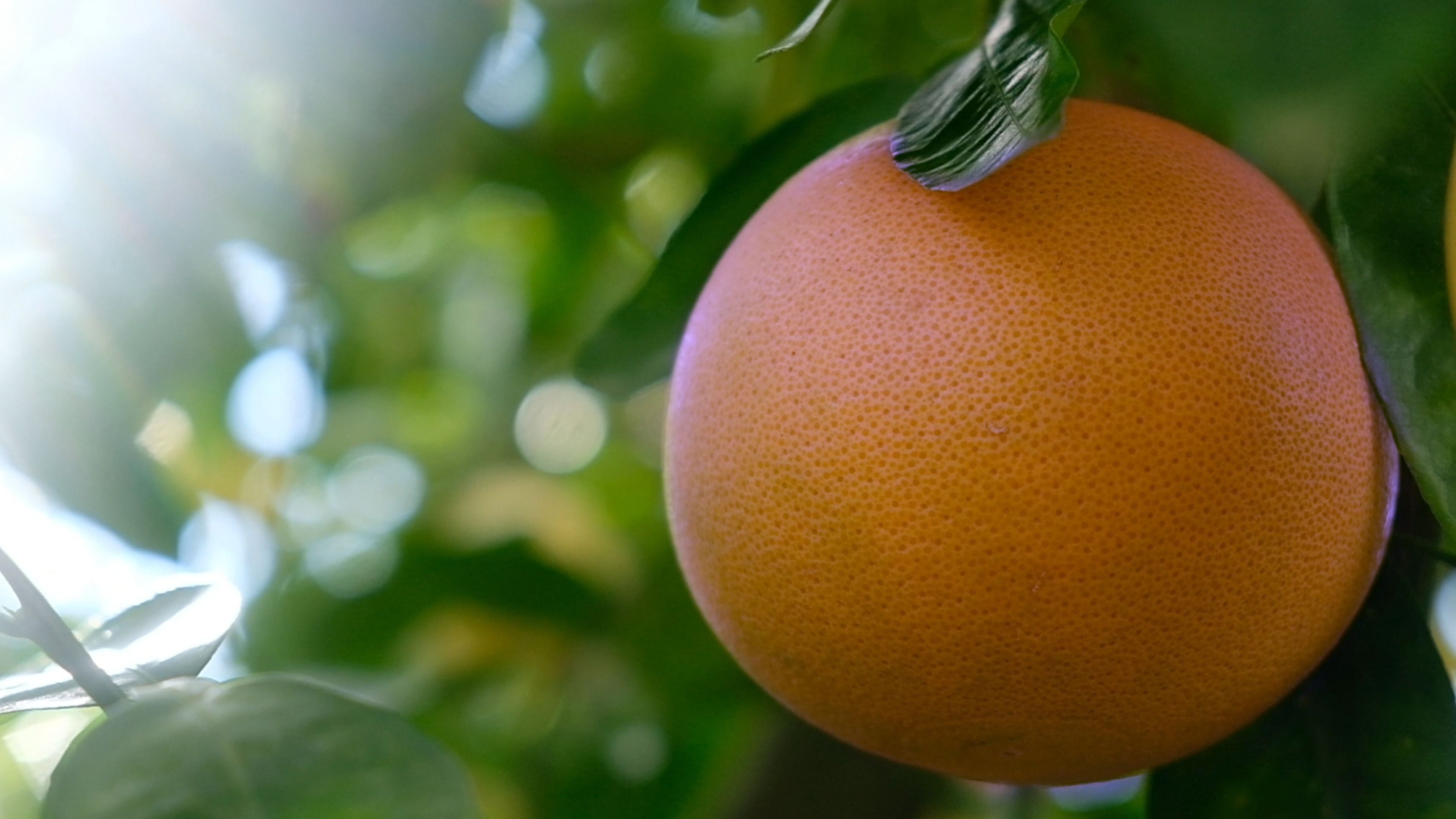 Ruby grapefruit hanging on a tree in soft sunlight