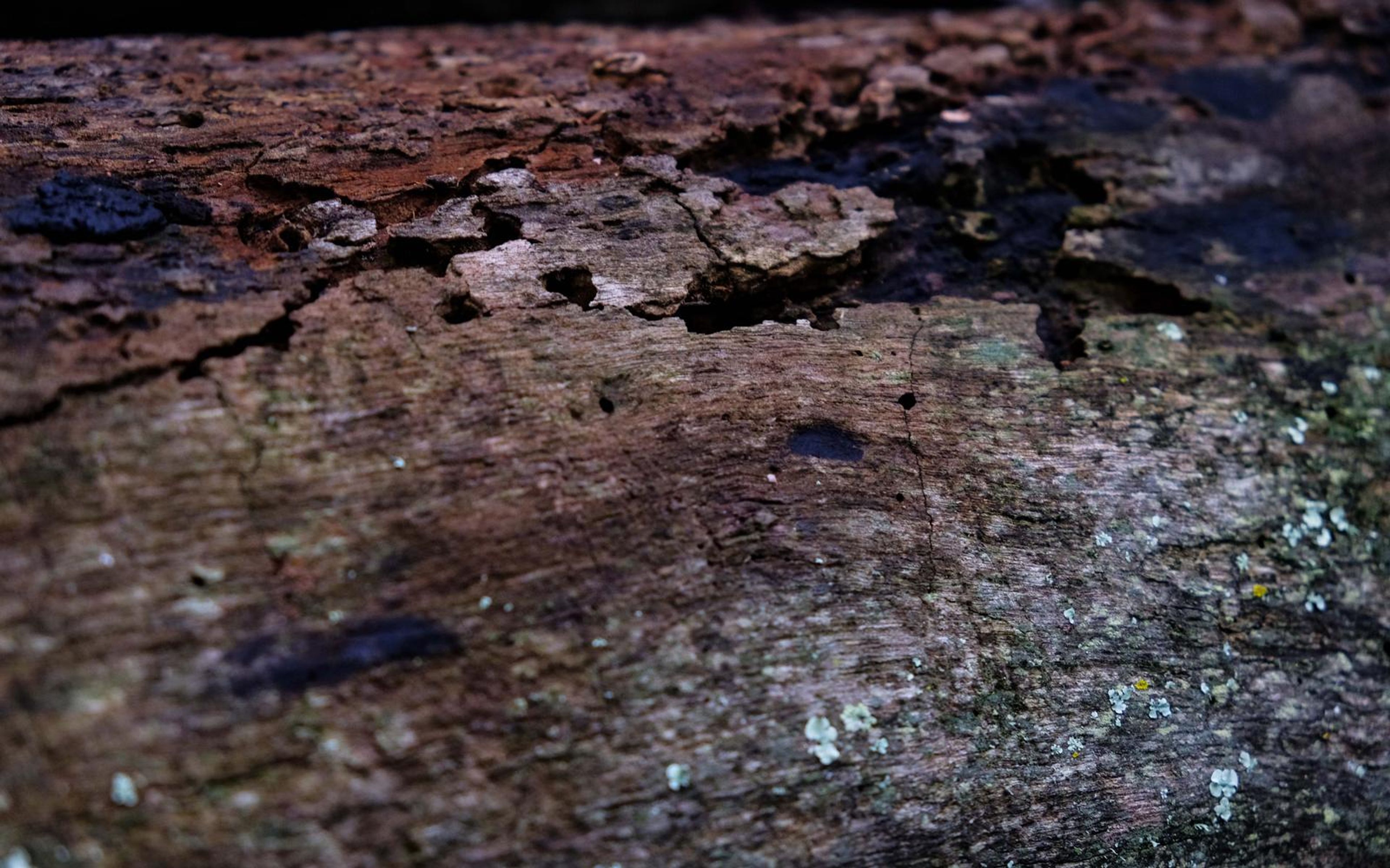 Close view of weathered log surface with grey lichen and dark patches