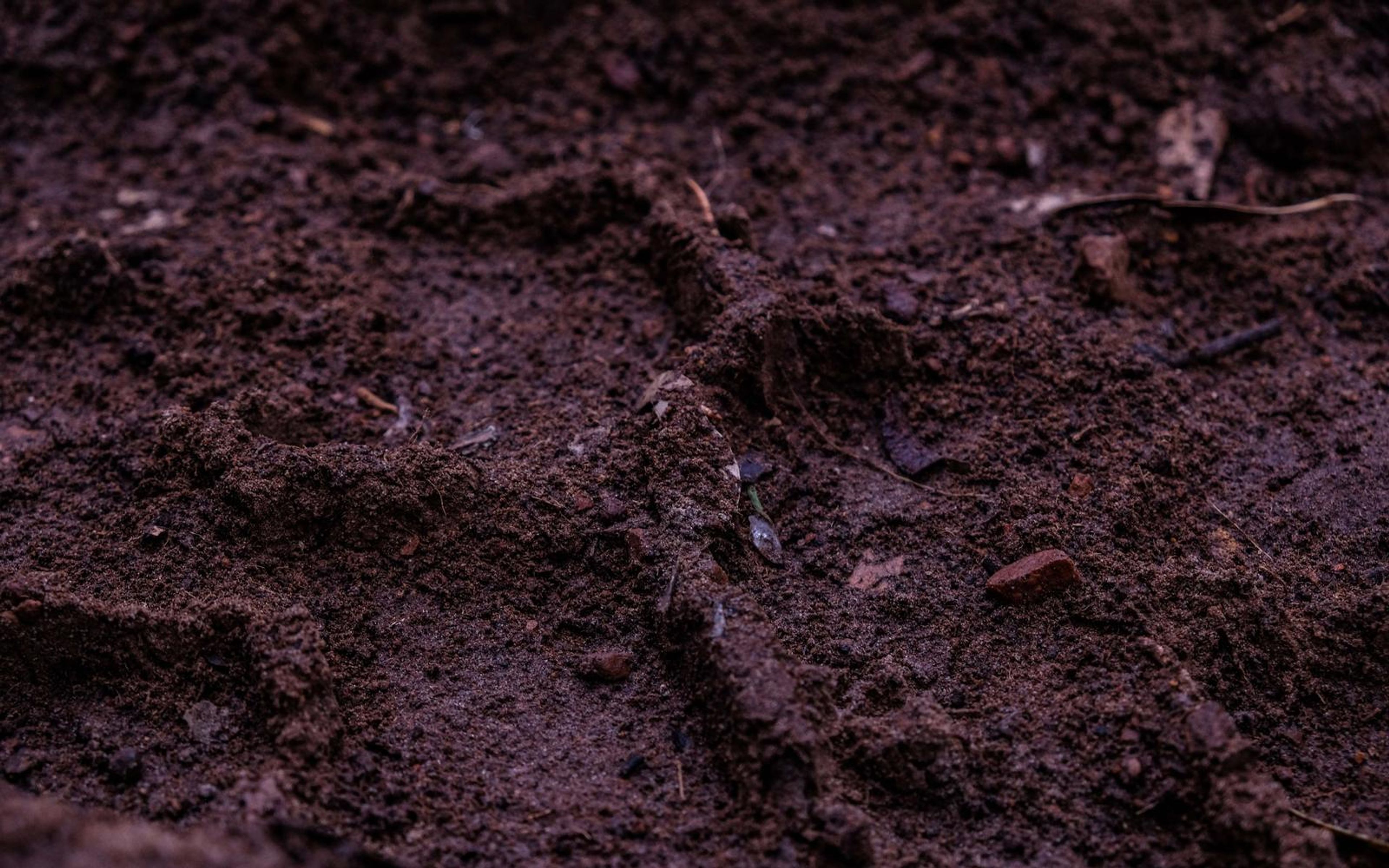 Rough red-brown forest soil with small footprint-like hollows