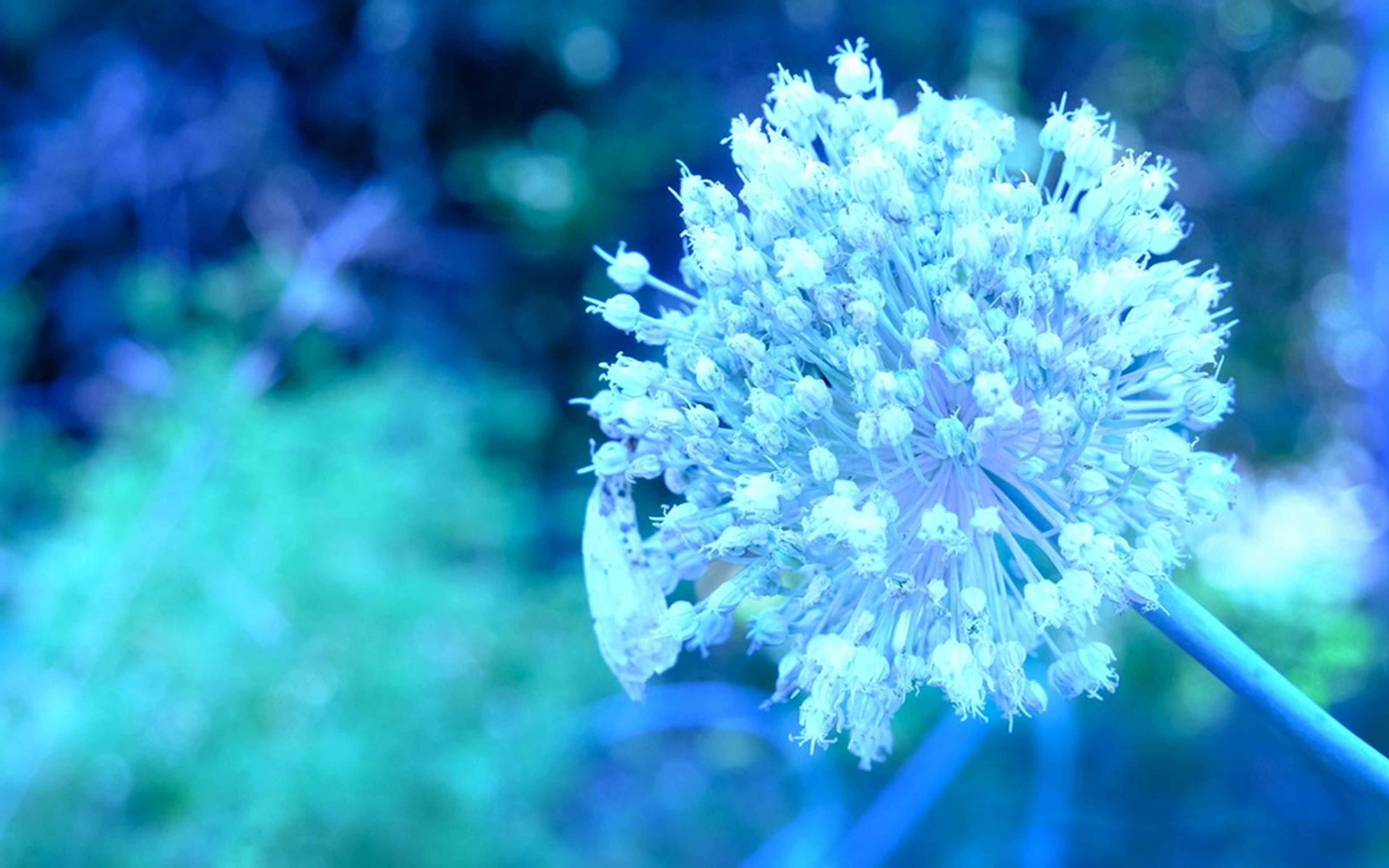 Allium flower head in cyan and electric blue tones against blurred green foliage