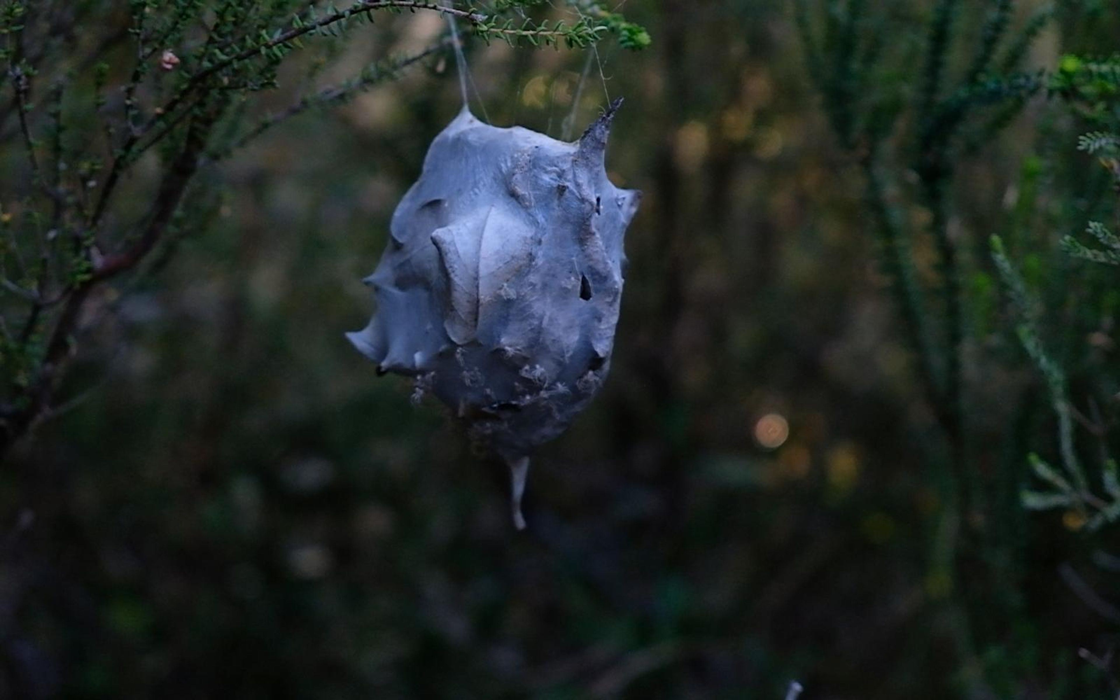 Pale spiky shell hanging from a branch among green leaves