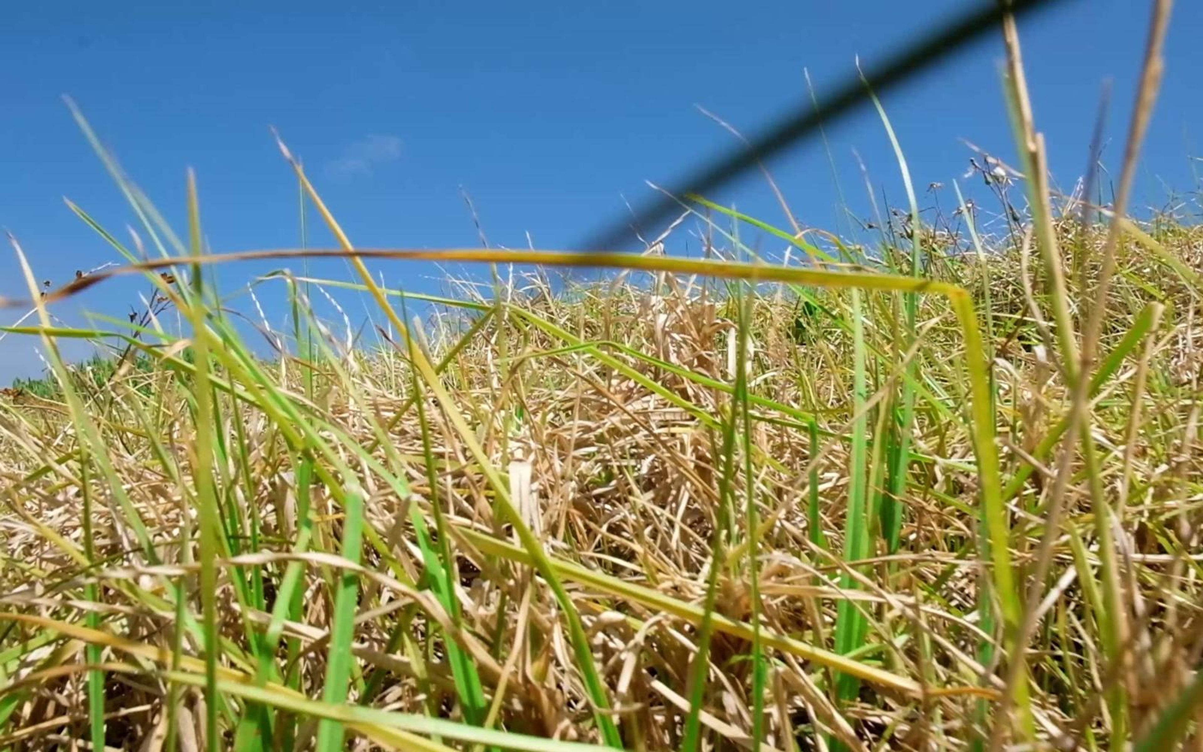 Low angle through tall green grass blades toward a blue sky