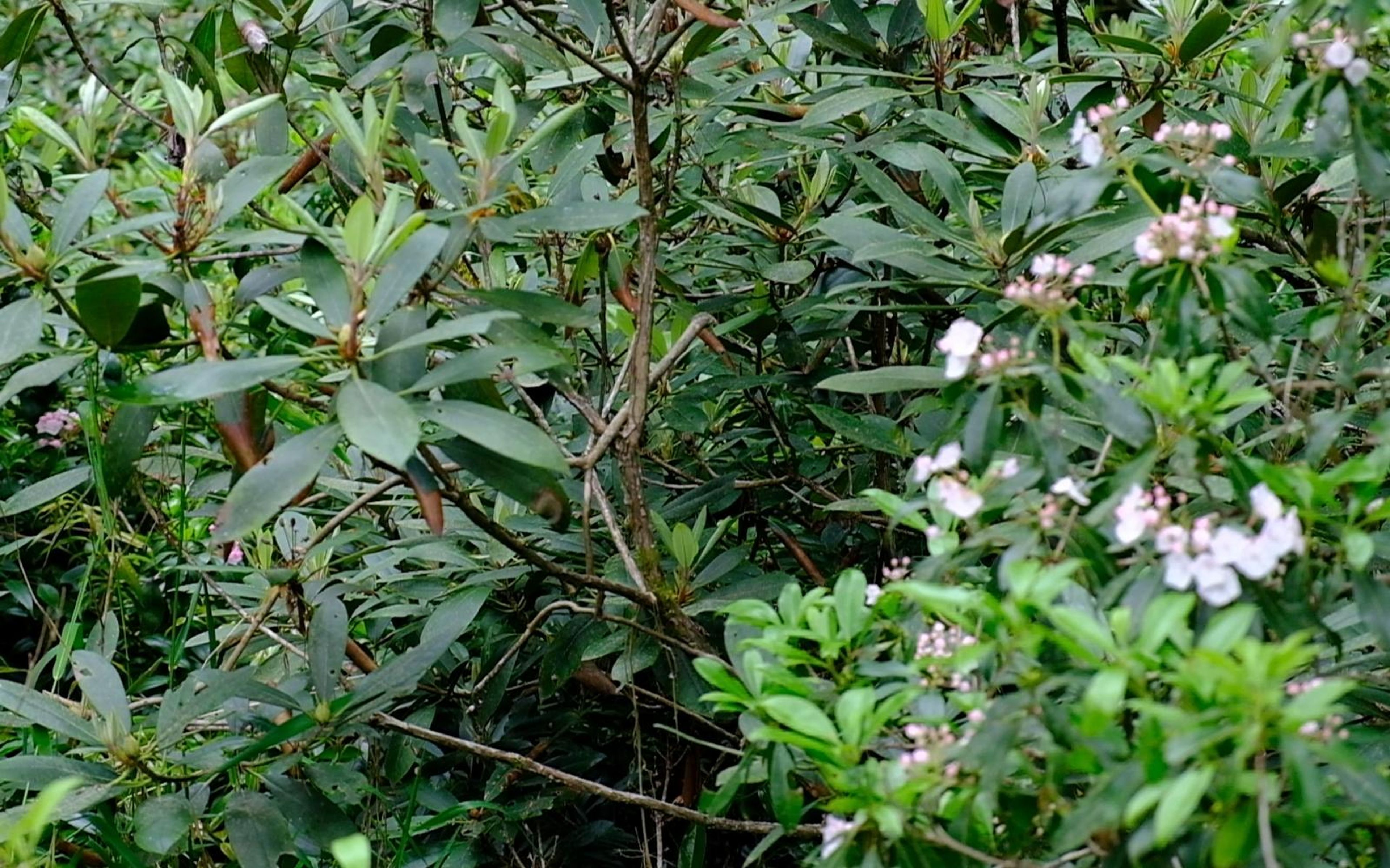 Pink mountain laurel blossoms among dark green leaves
