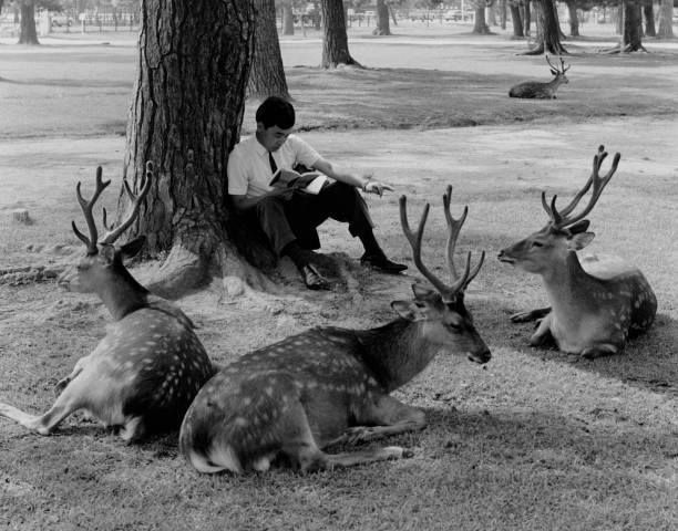 L'homme et les cerfs