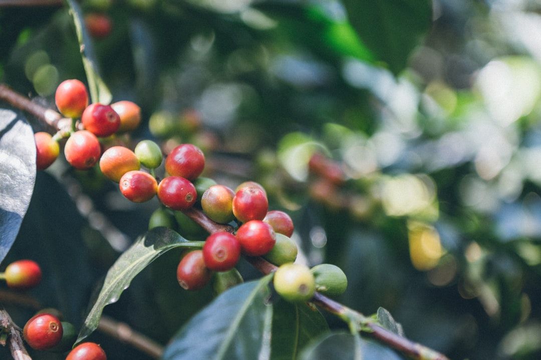 Cerezas de café madurando en la rama en una finca colombiana