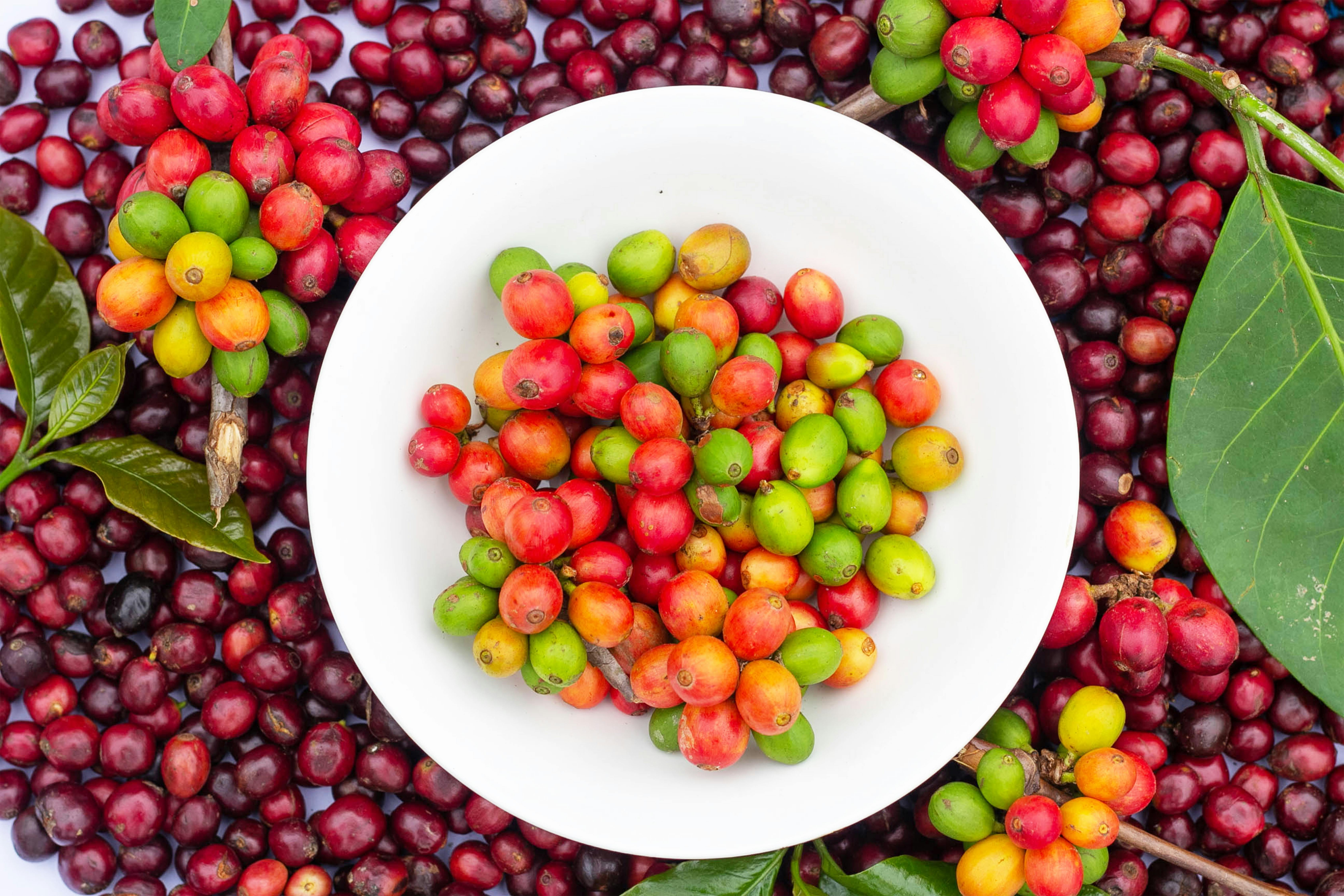 Cerezas de café en distintos estados de maduración — verdes, amarillas y rojas — en bowl blanco con ramas al fondo