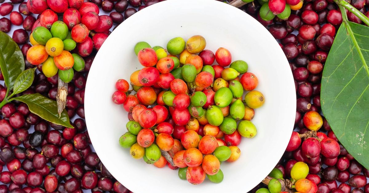 Cerezas de café en distintos estados de maduración — verdes, amarillas y rojas — en bowl blanco con ramas al fondo