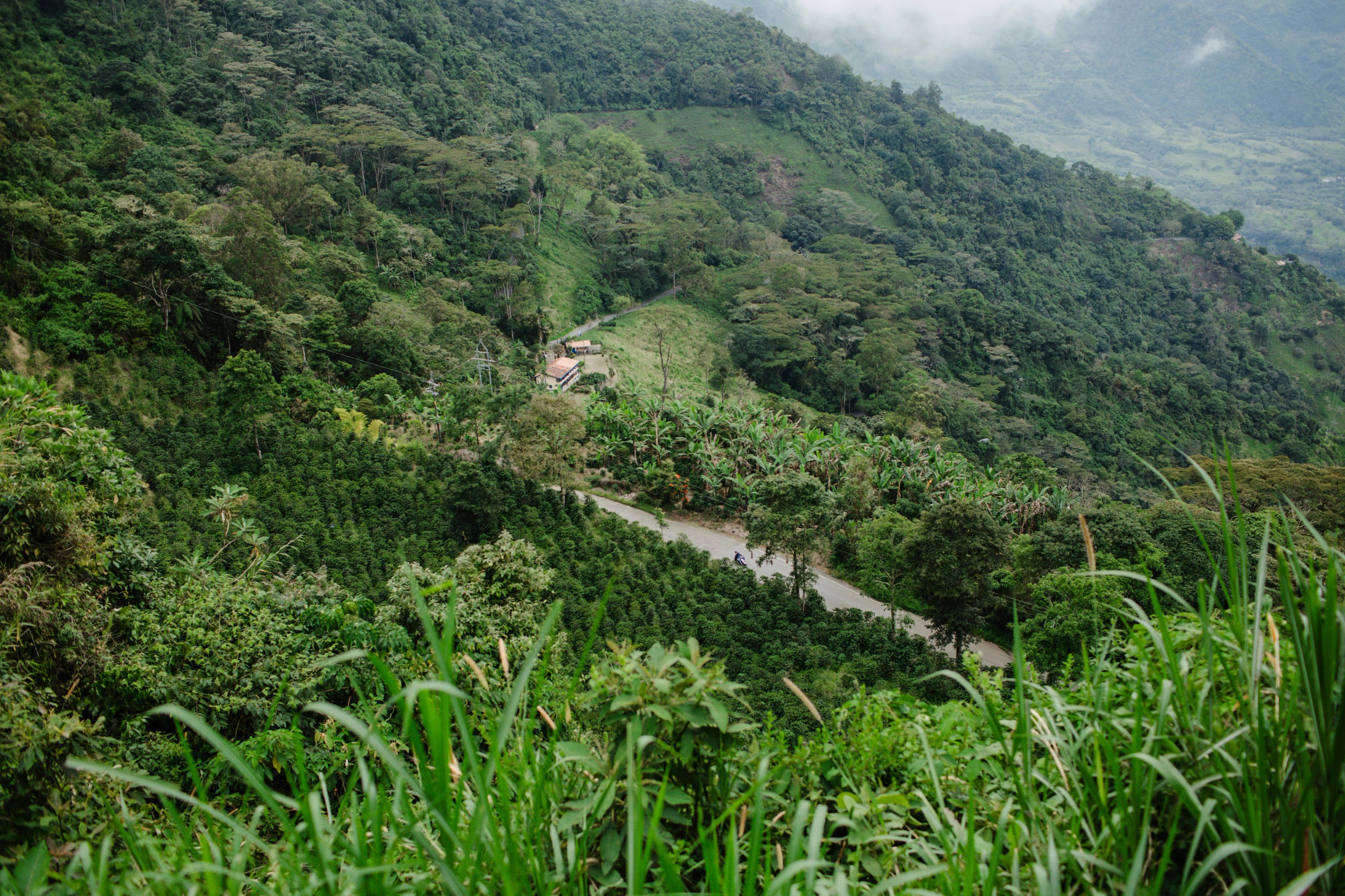 Cultivo de café