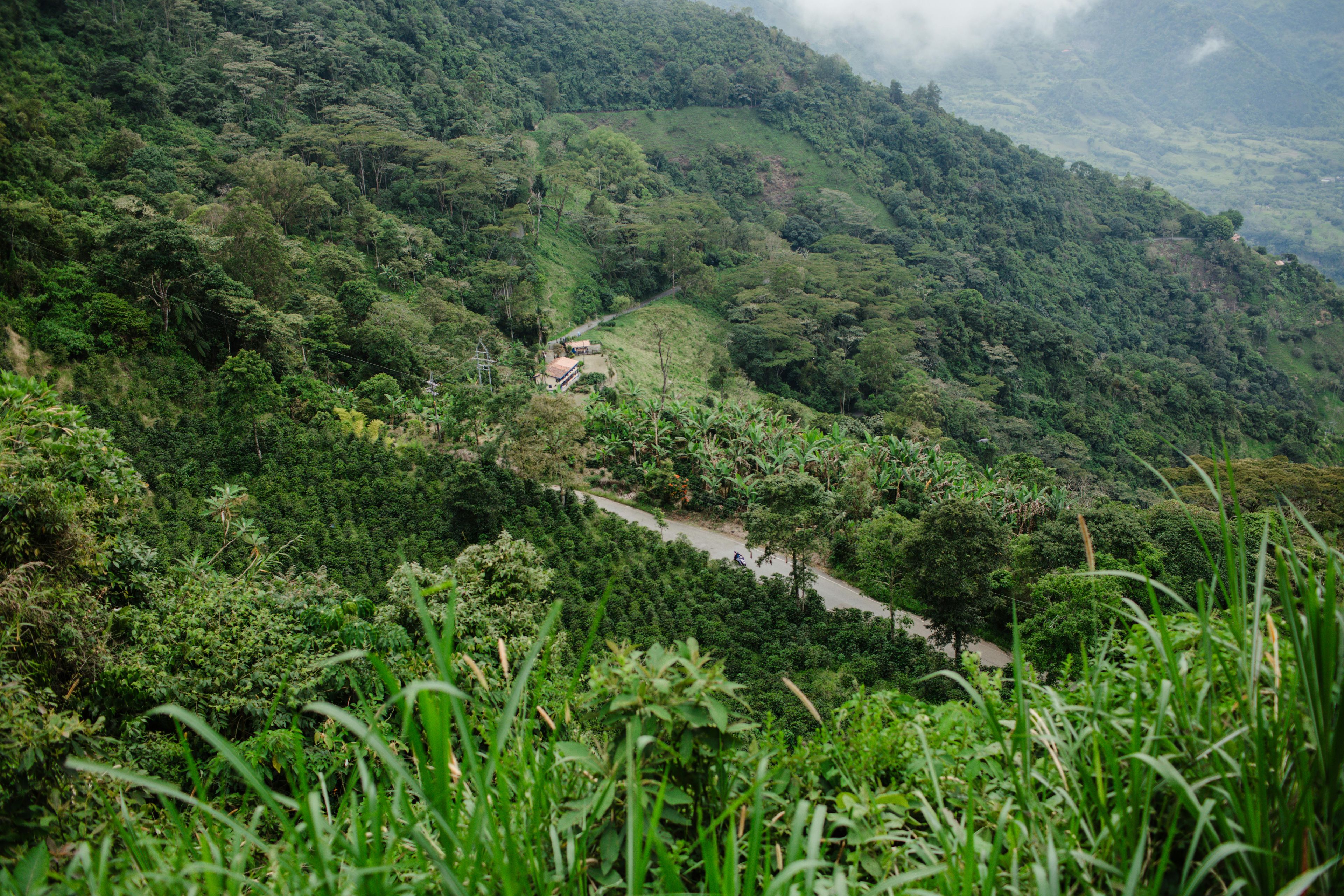 Cultivo de café
