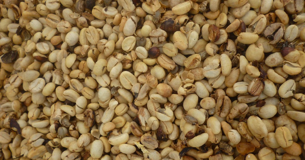Granos de café verde de calidad listos para selección