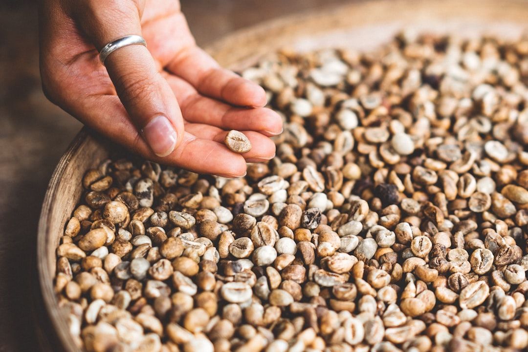 Manos seleccionando granos de café, separando los defectuosos del lote bueno