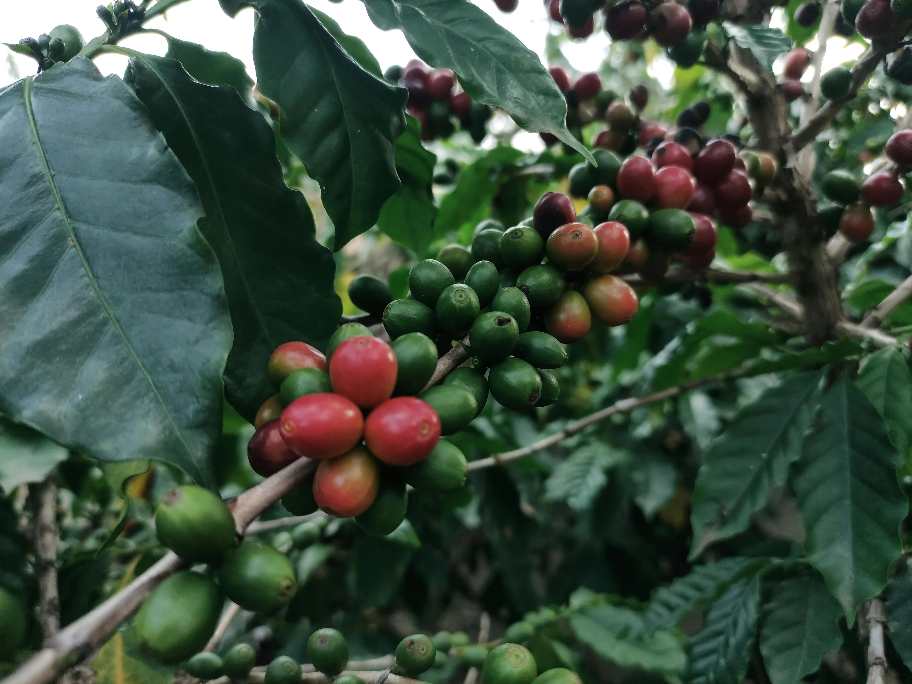 Ramas de café Arábica con cerezas en distintos estados de maduración — verdes, amarillas y rojas — en lote de altura del Macizo colombiano