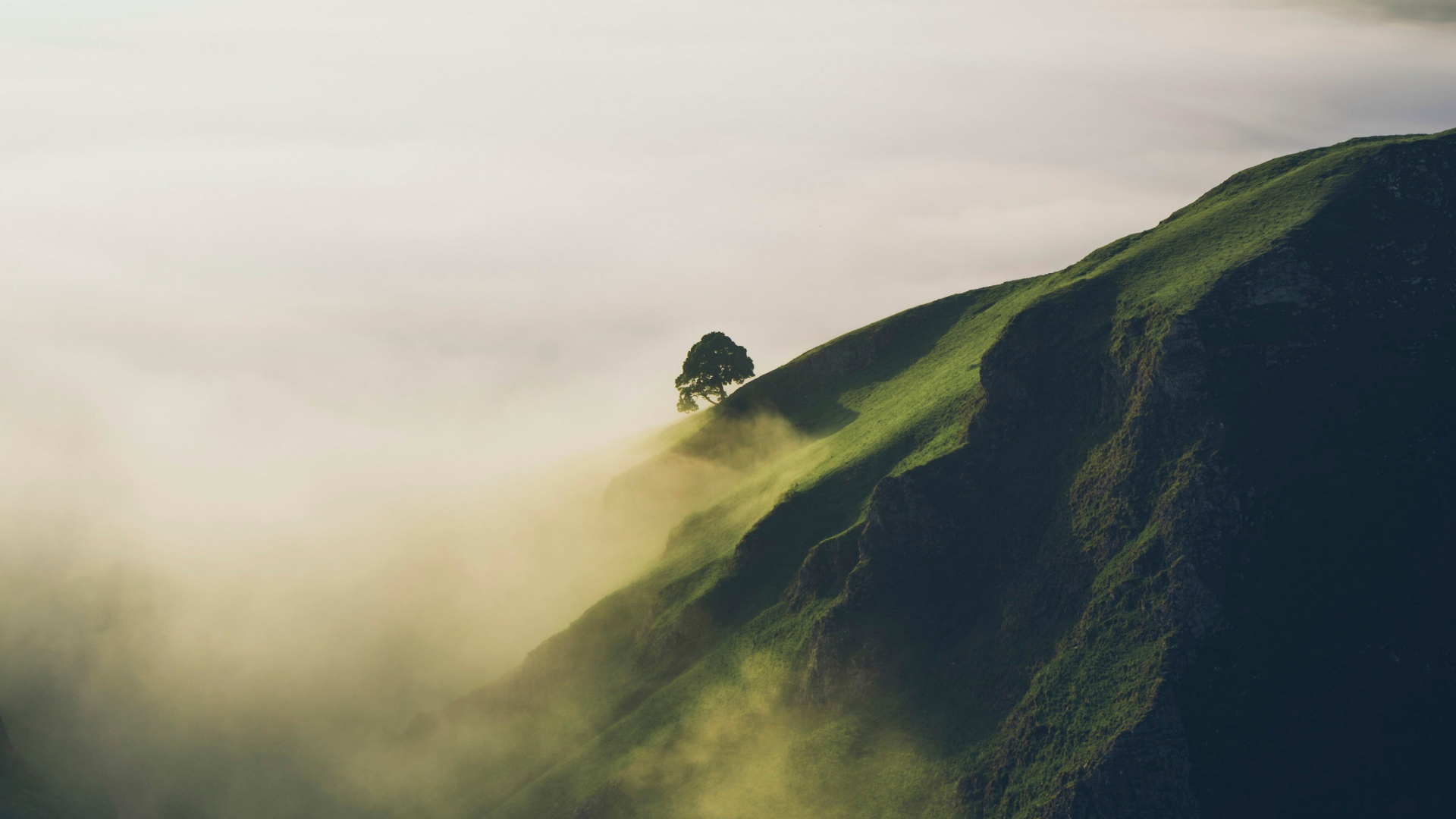 A lone tree on a steep, grassy hill shrouded in sunlit mist.