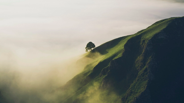 A lone tree on a steep, grassy hill shrouded in sunlit mist.