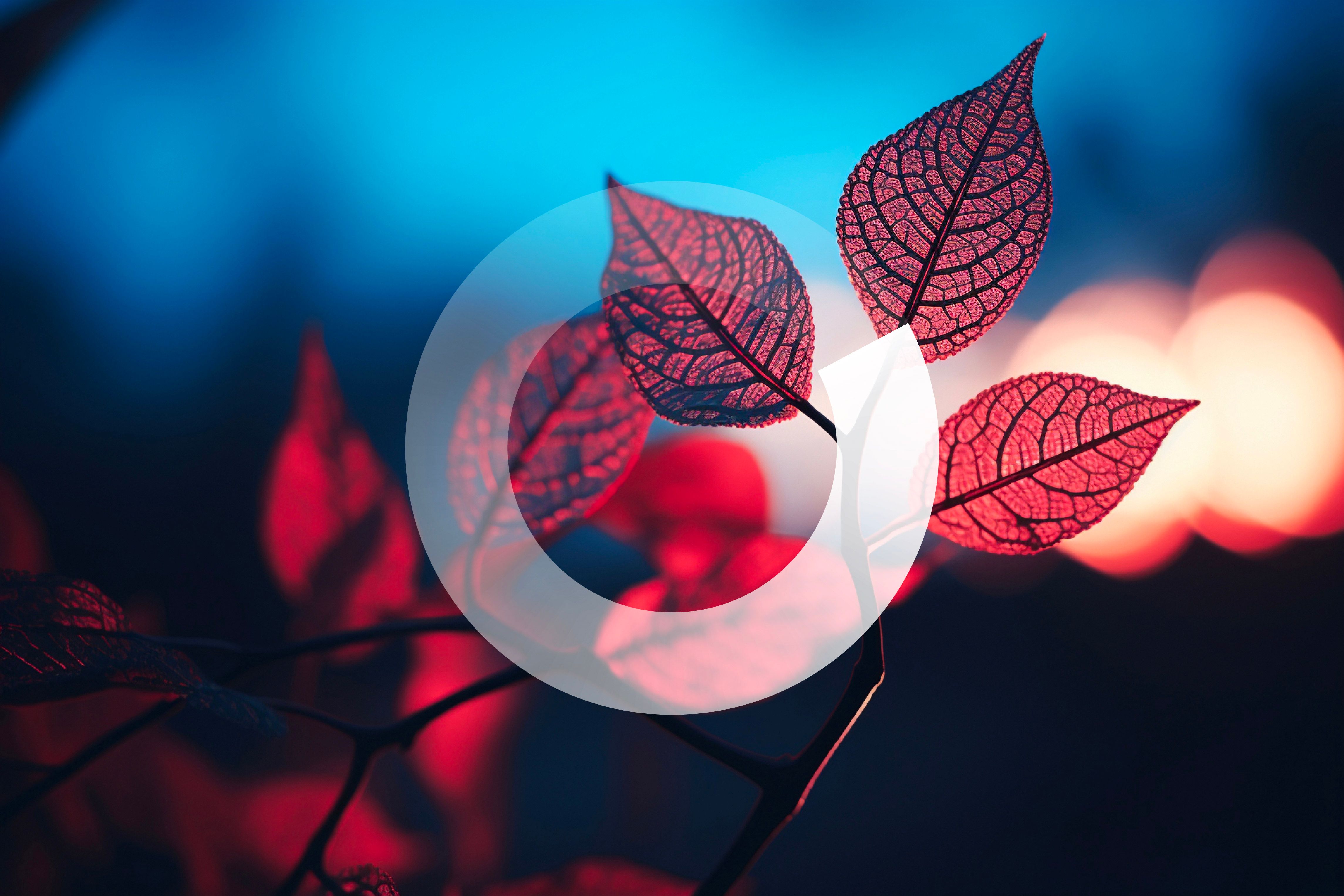 Red leaves against a blurred blue and orange background, partially covered by a white loading indicator.