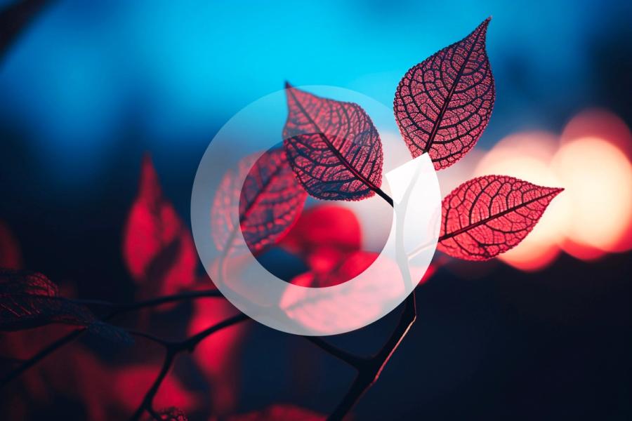 Red leaves against a blurred blue and orange background, with a semi-transparent white loading icon overlaid.