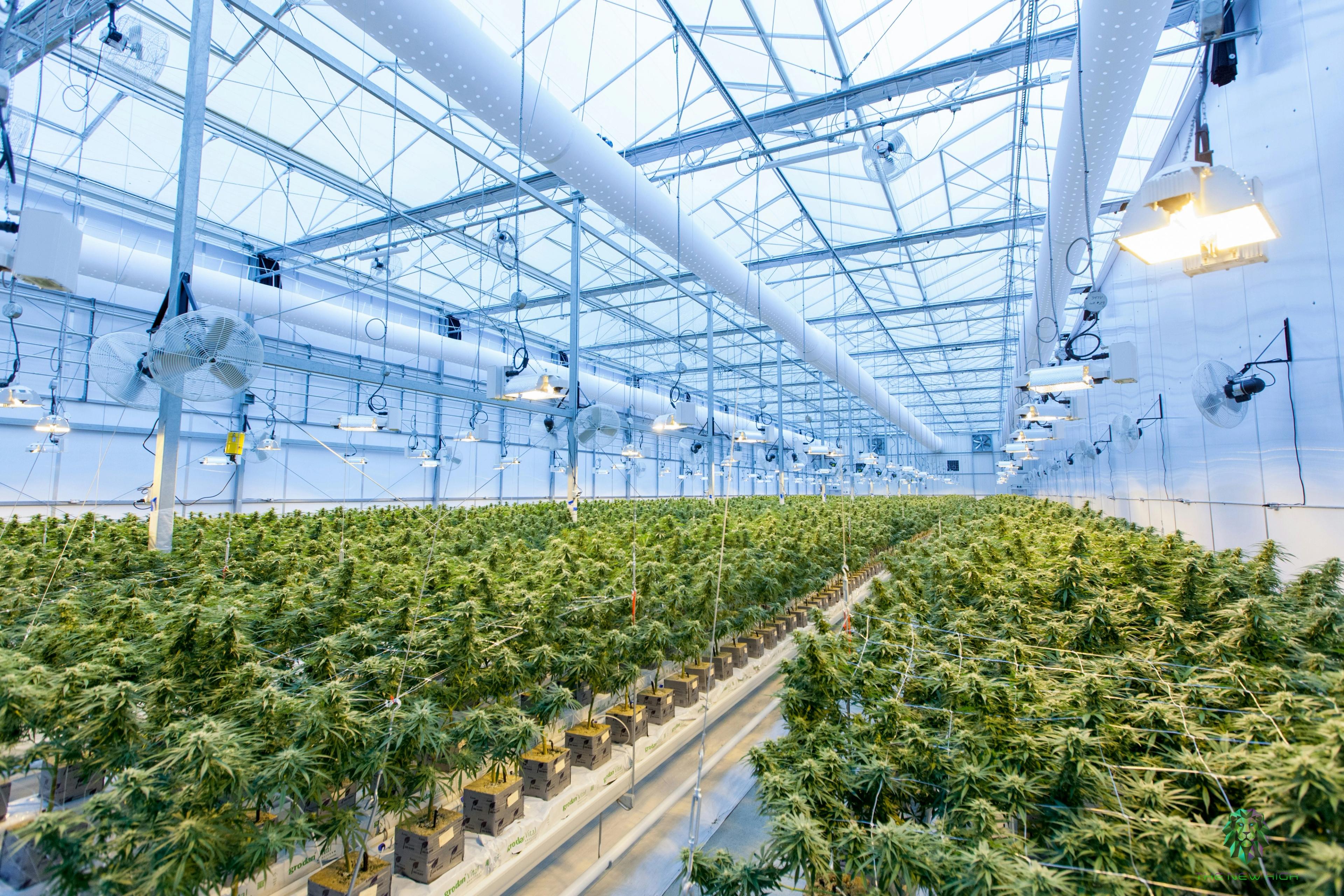 Medicinal Cannabis farm