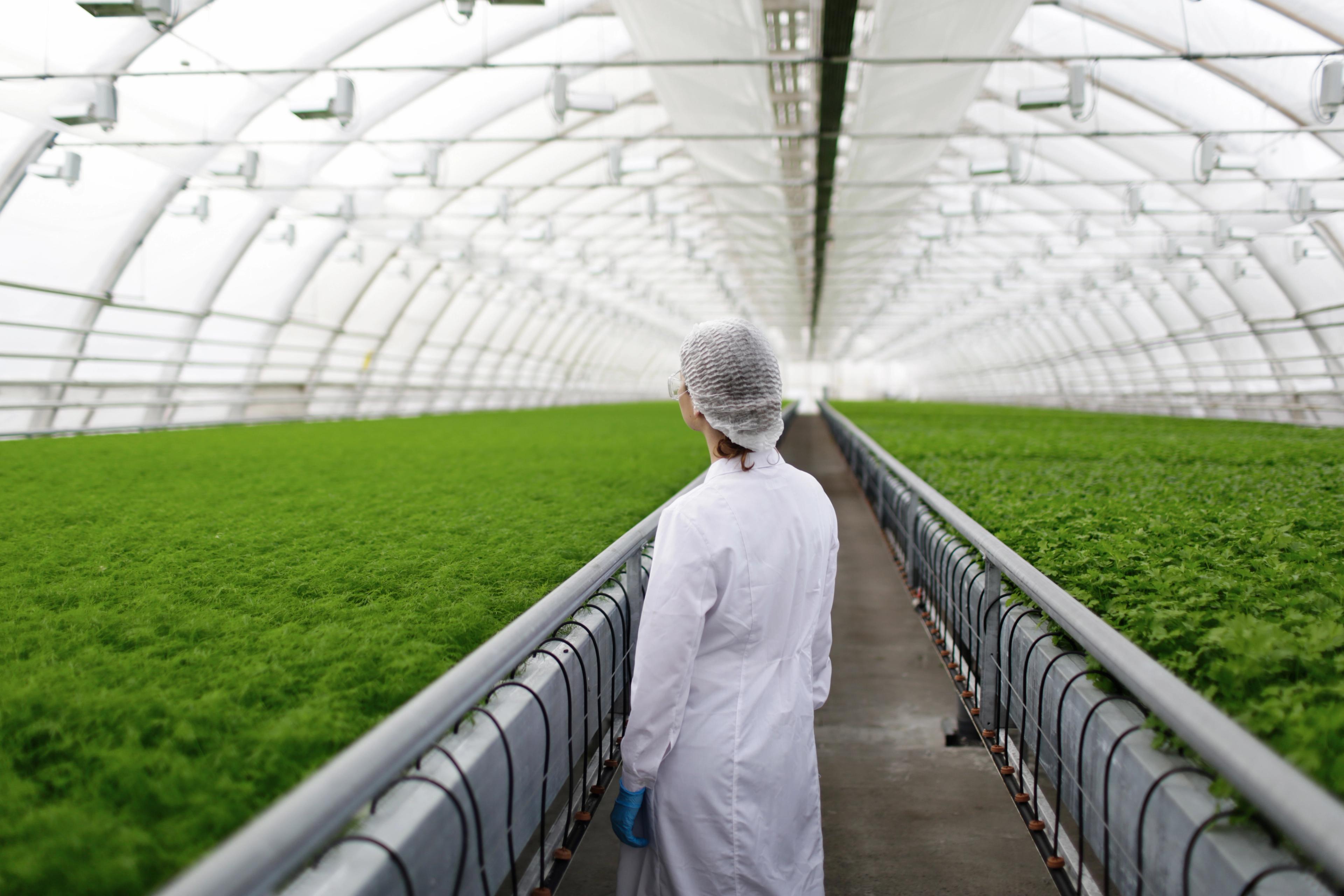 Scientist in greenhouse
