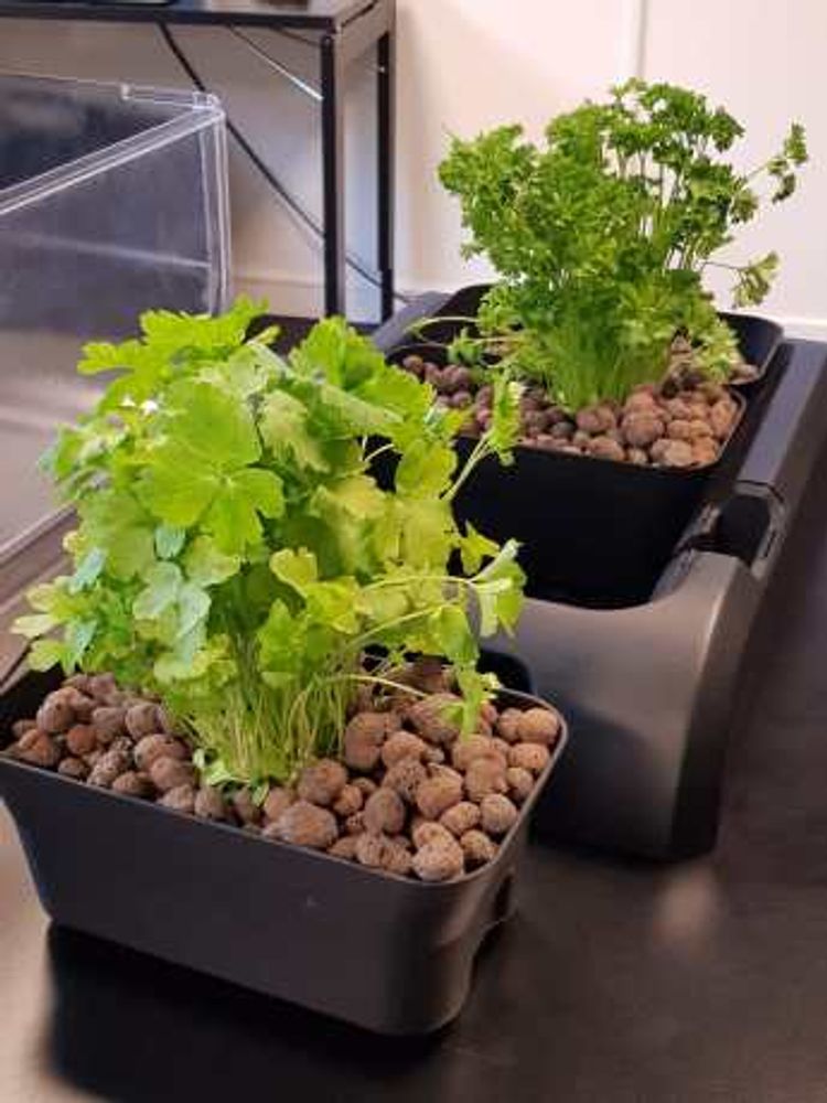 ecogarden indoor herb garden