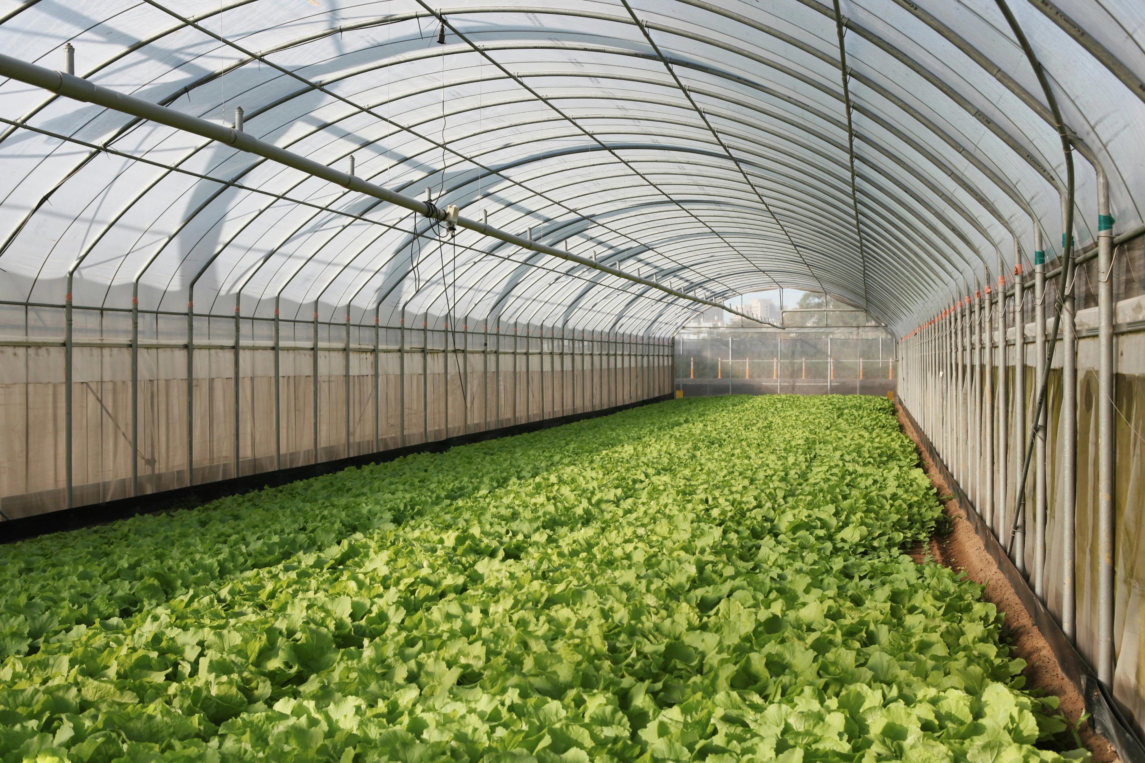 Iceberg lettuce greenhouse - EcoSense 