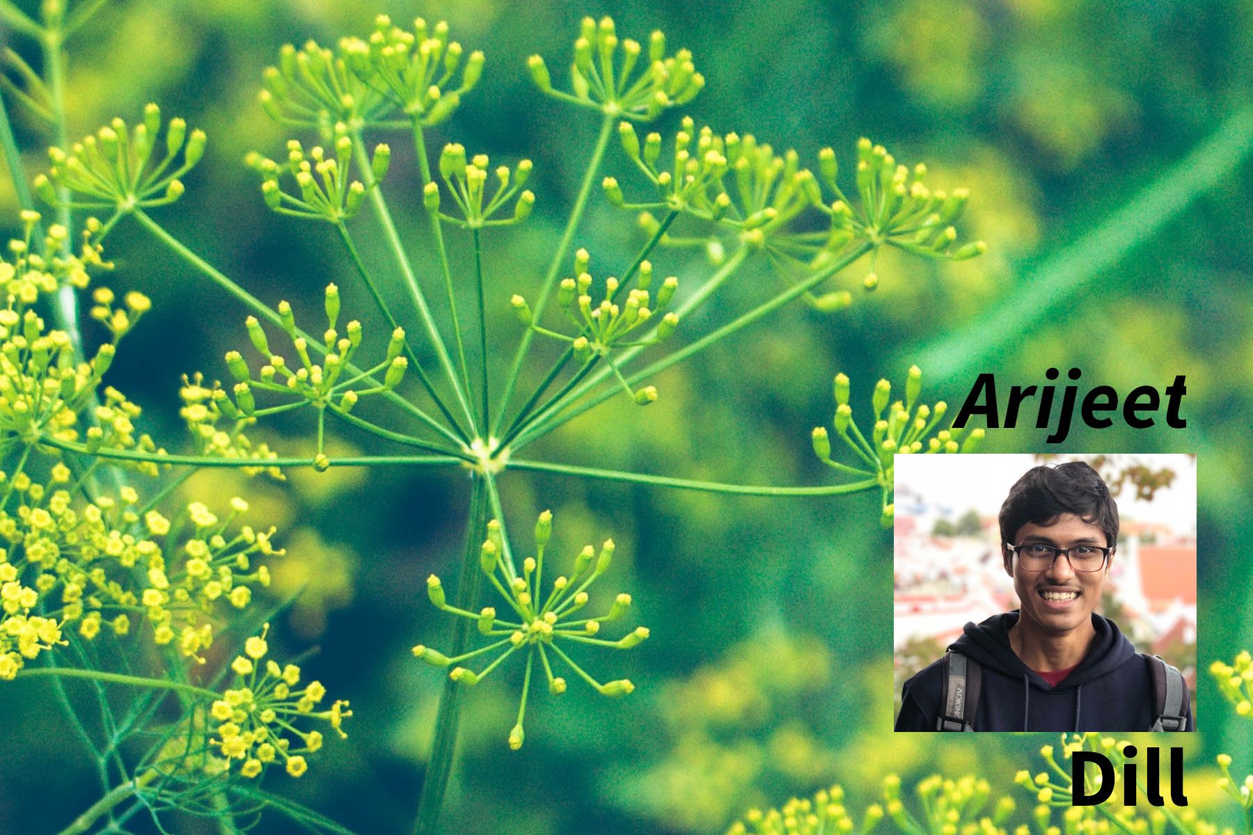 Arijeet & Dill