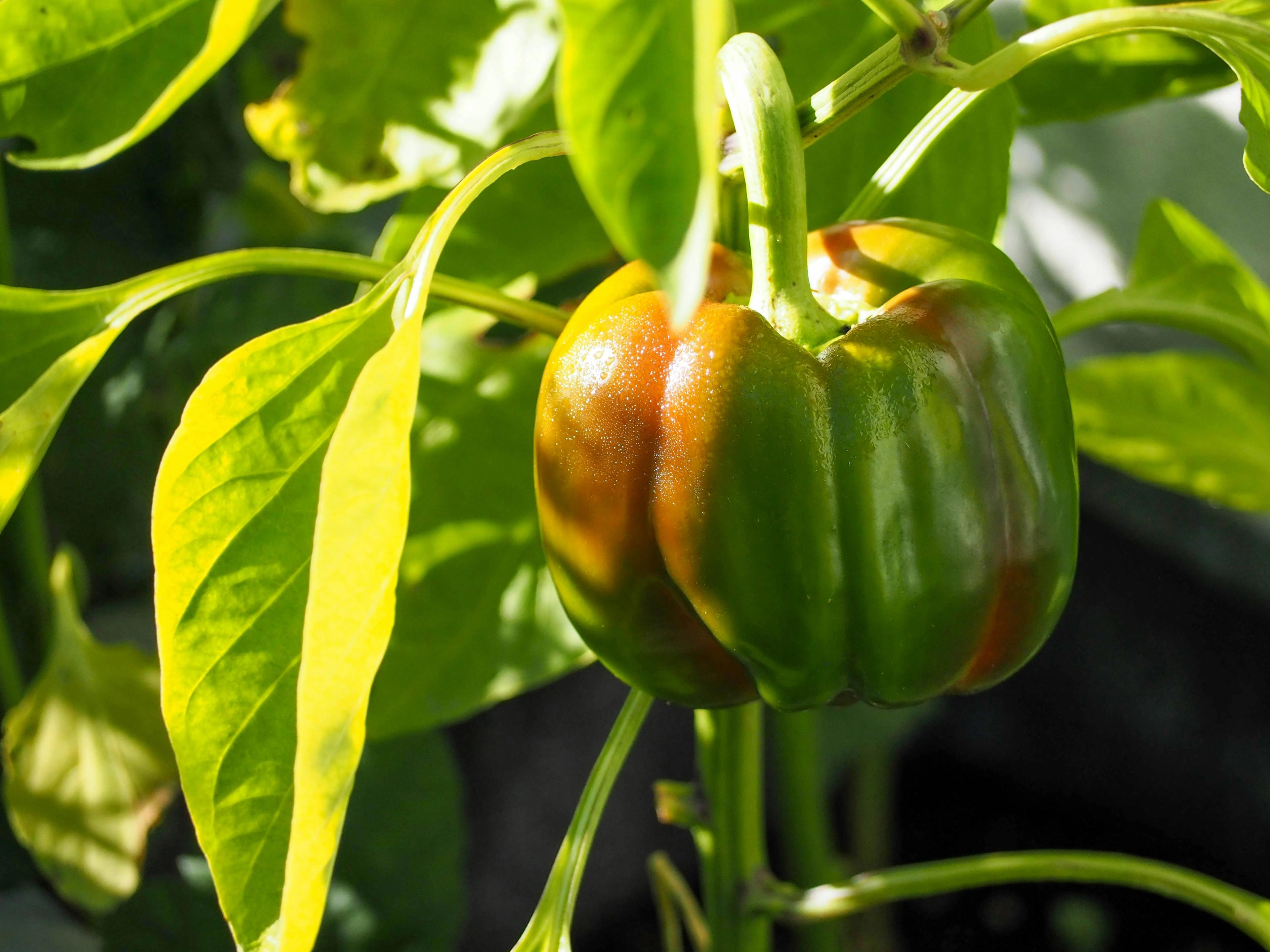 Pepper plant