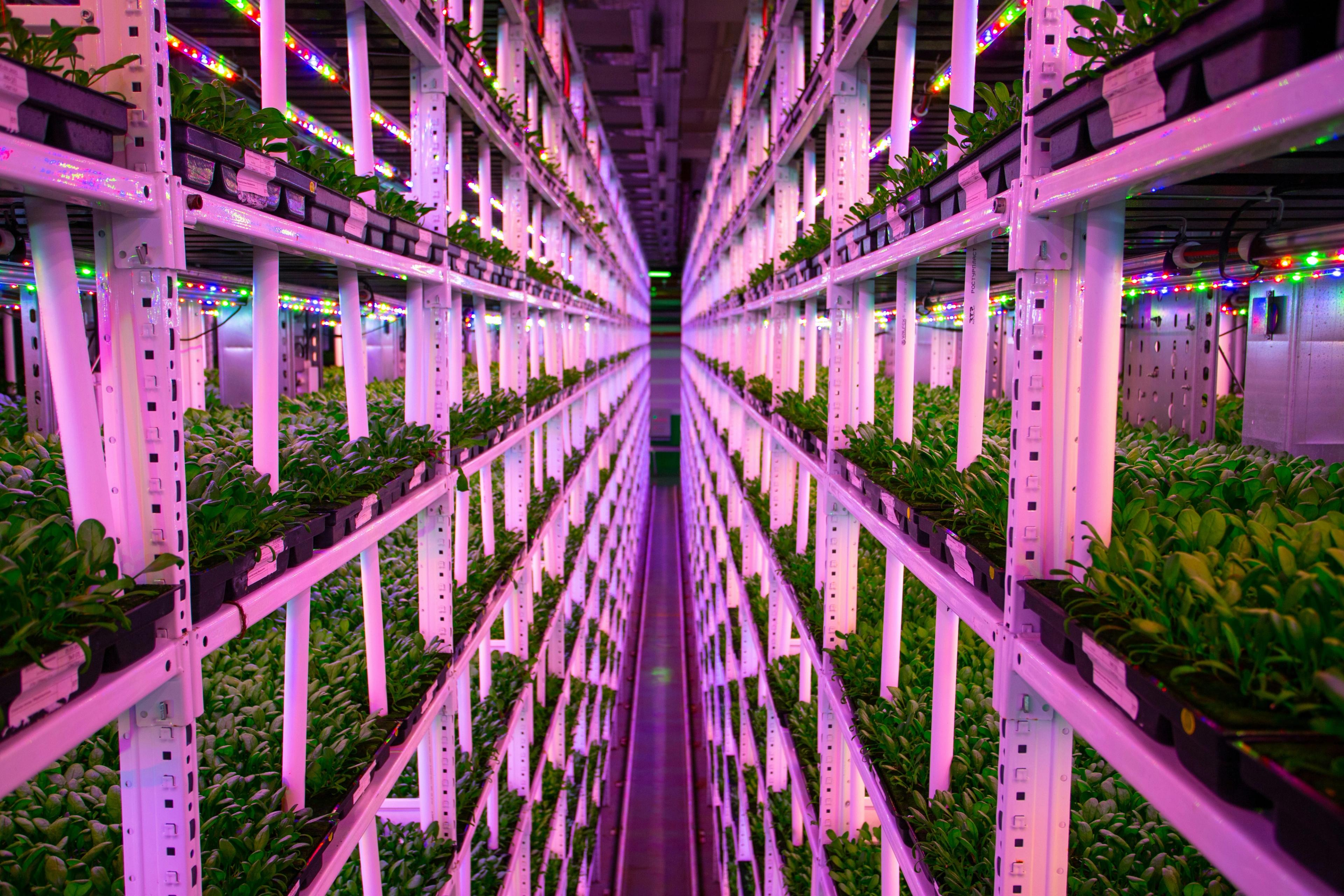 Hydroponic vertical farm