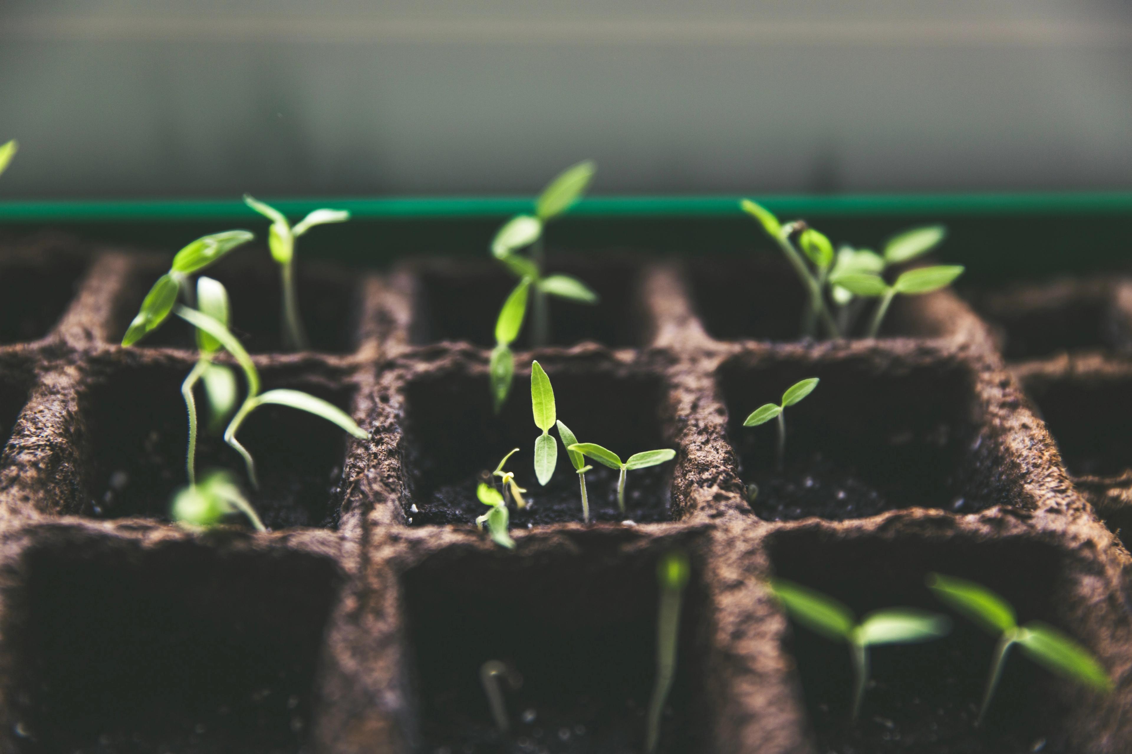 Seedlings in plugs
