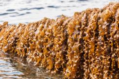 Demo article4: Unlocking the Potential of Algae for a Thriving Circular Economy