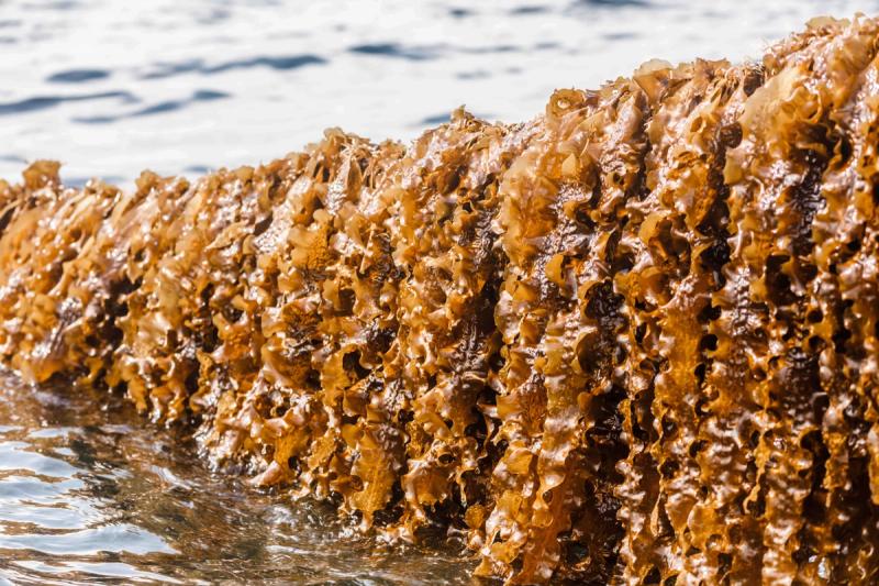 Demo8 article2: Unlocking the Potential of Algae for a Thriving Circular Economy