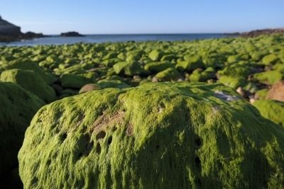 Algae on rocks